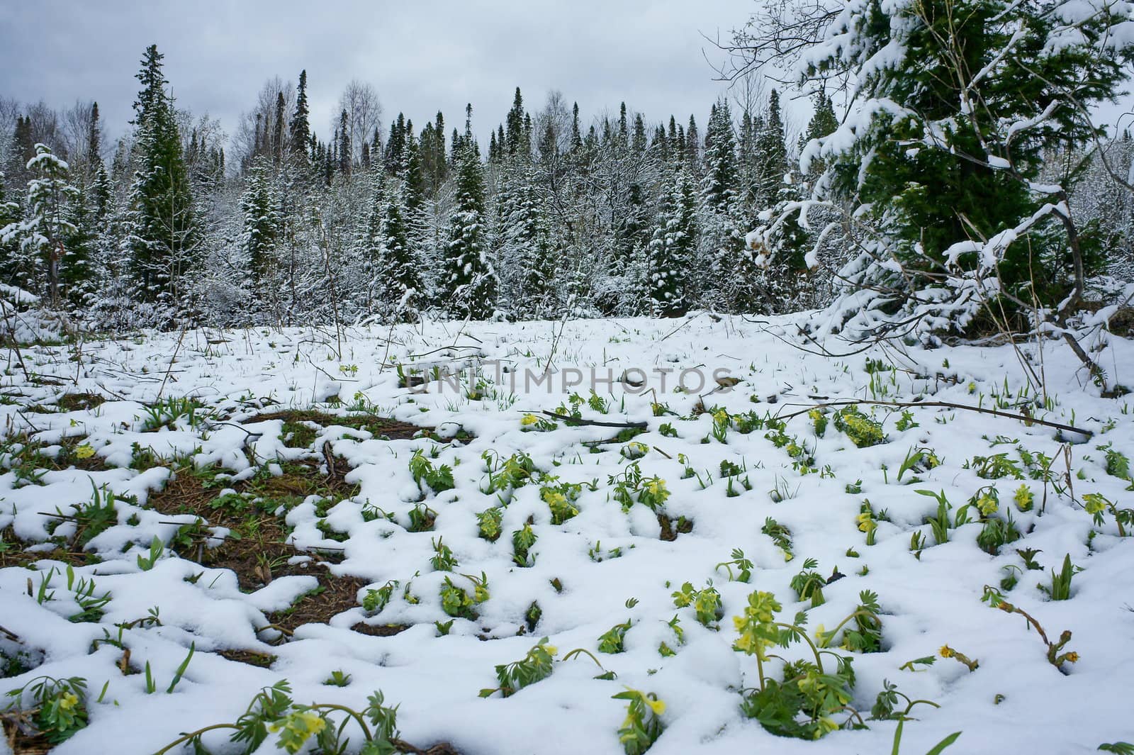 Spring flowers covered with snow in a forest.