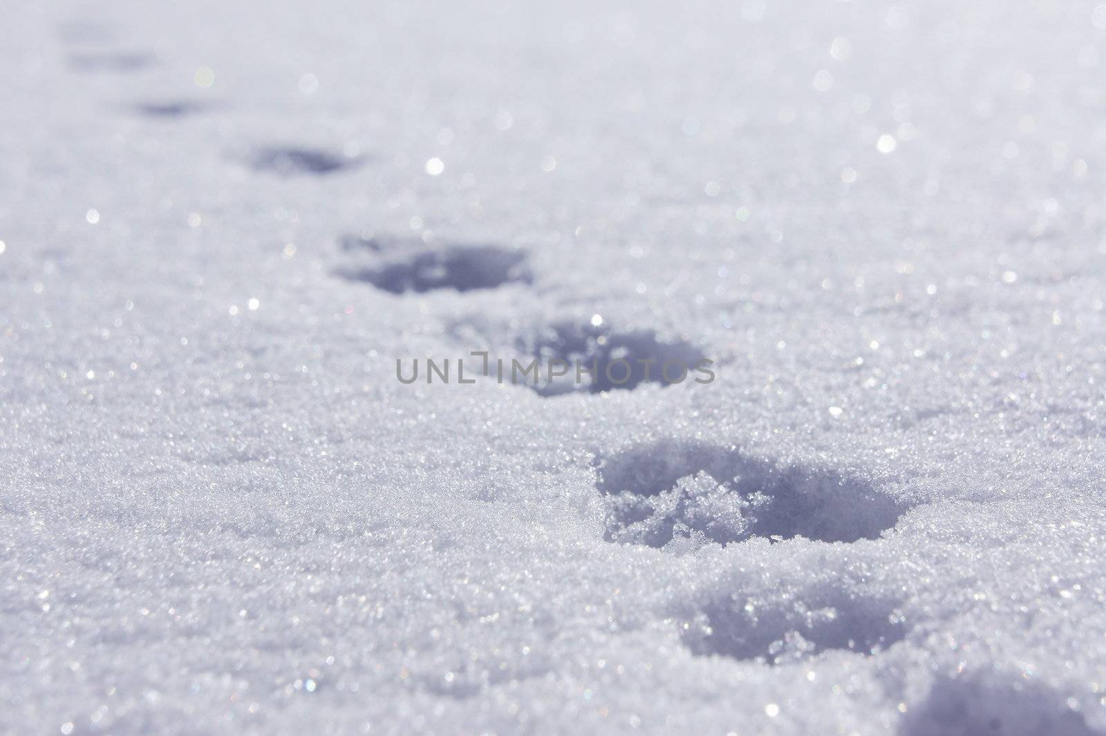 Animal footprints on white snow.