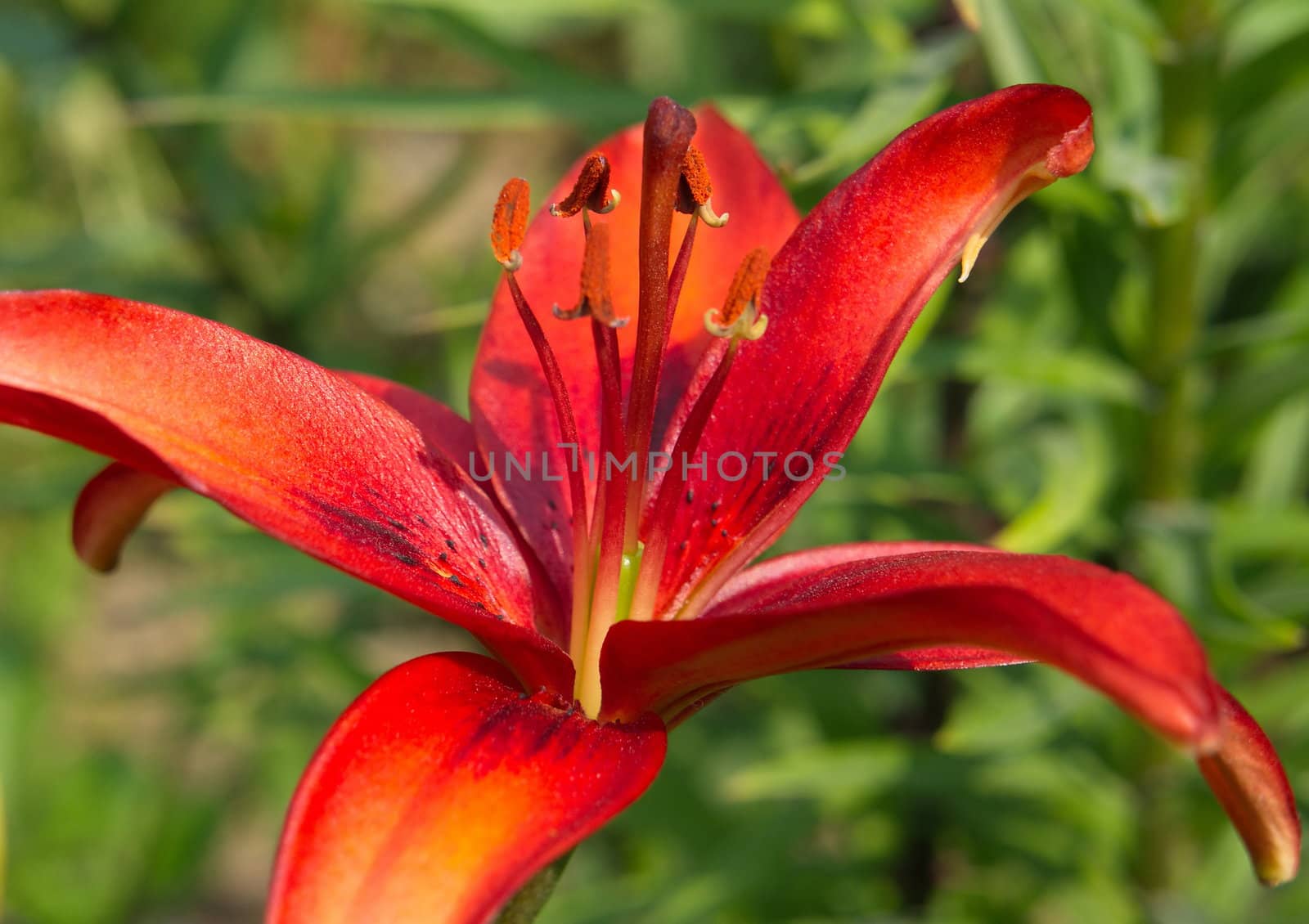 Red beautiful garden lily  in natural light of close-up.