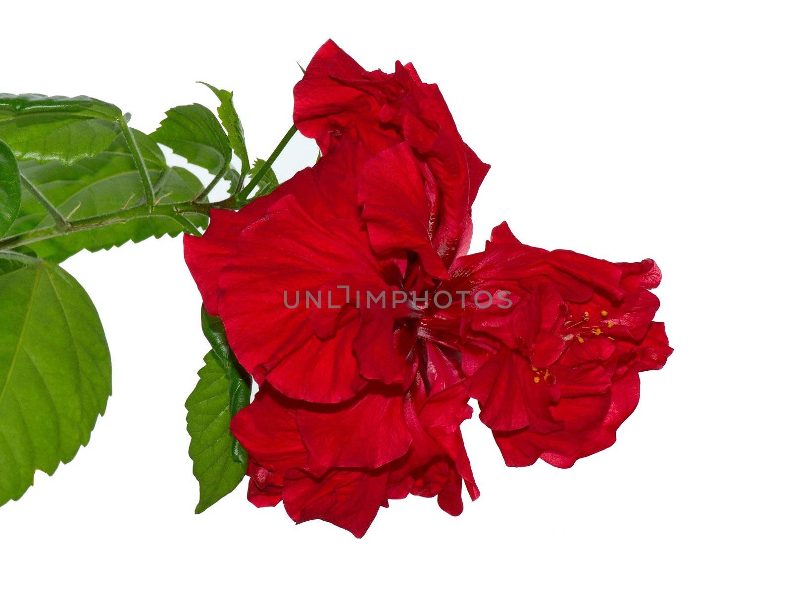 Red Chinese rose on a white background. Close-up.