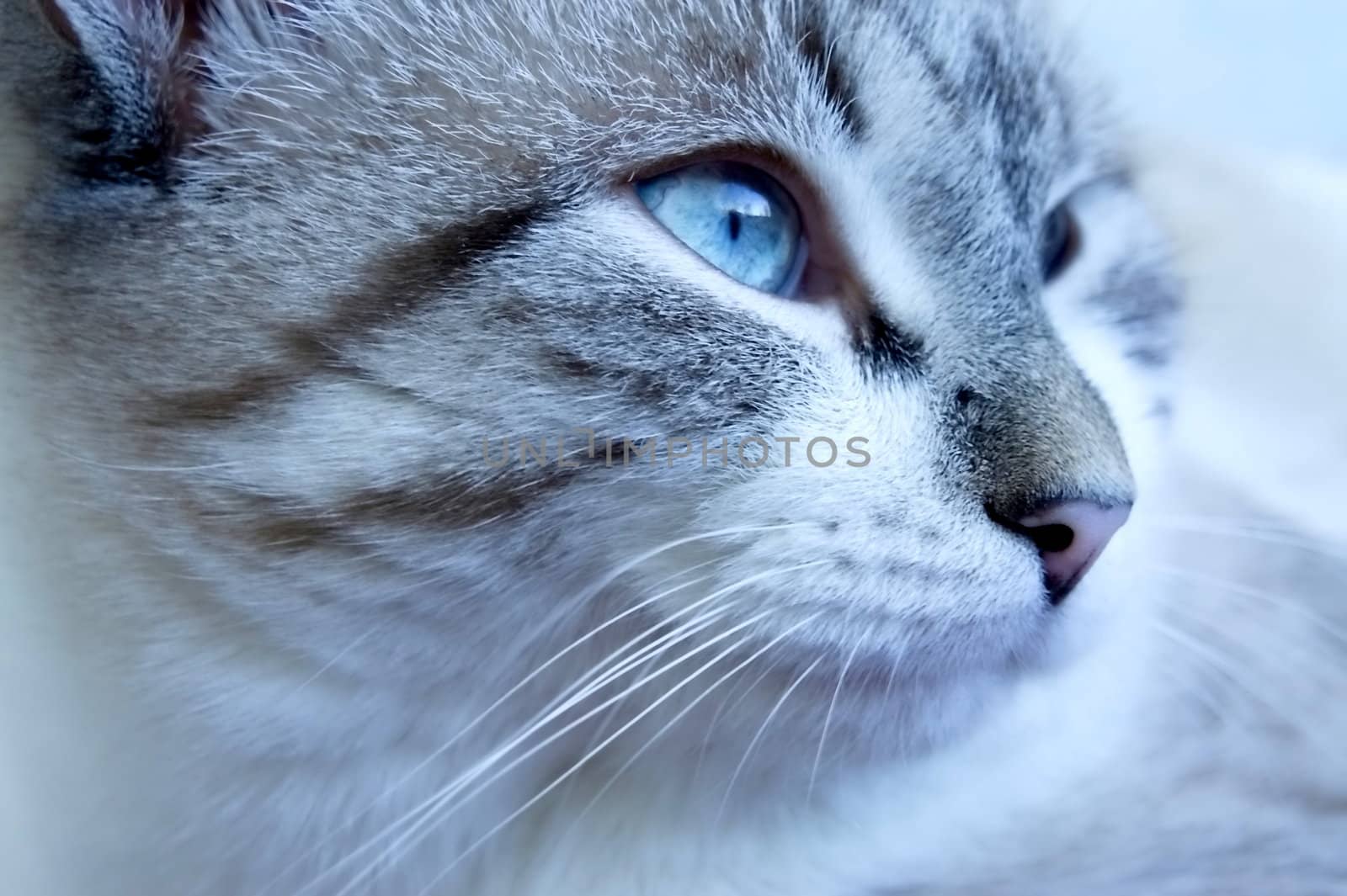 Muzzle of meditative and blue-eyed Cat  on blue background. close-up