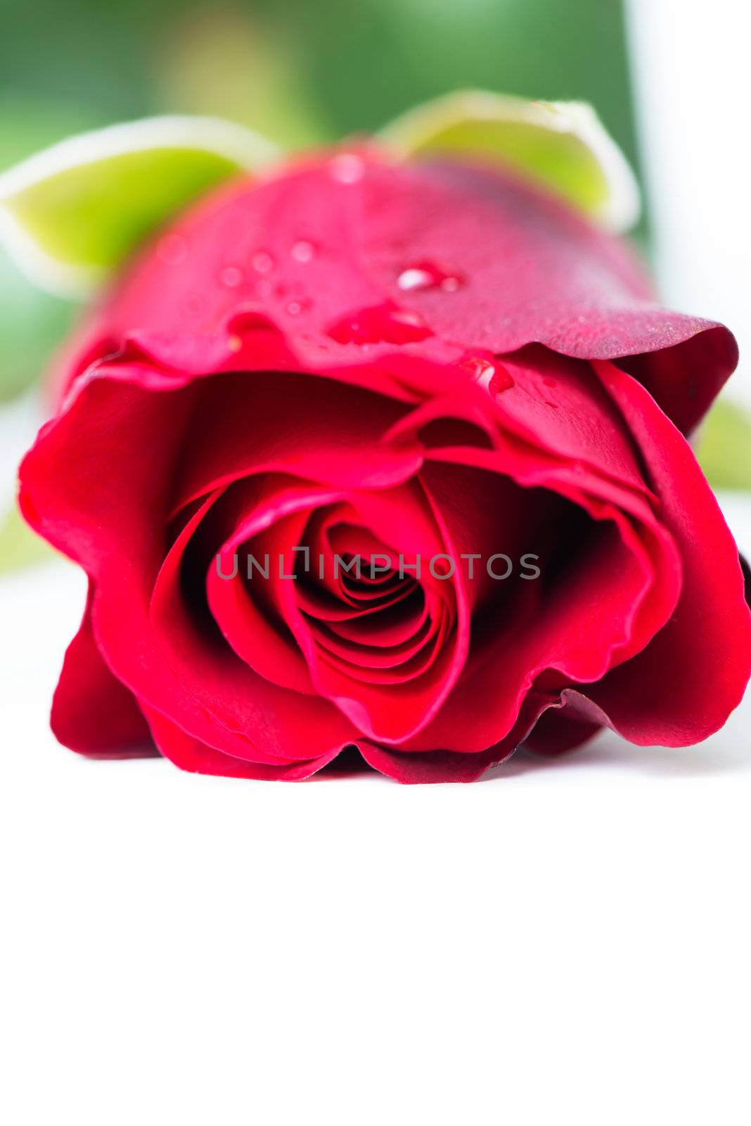 A single red rose in high key