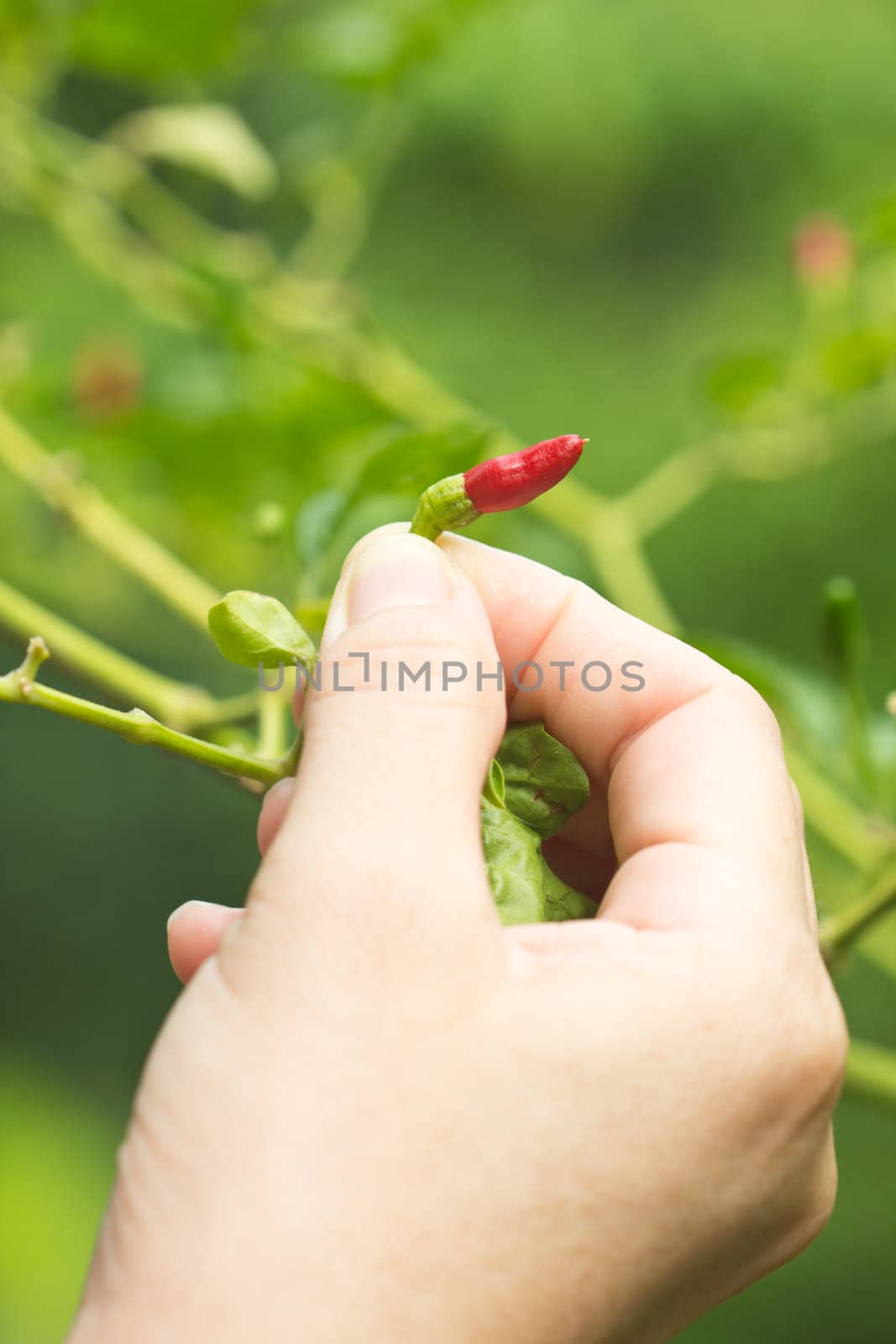 Red peppers are selected from the hands of the women.