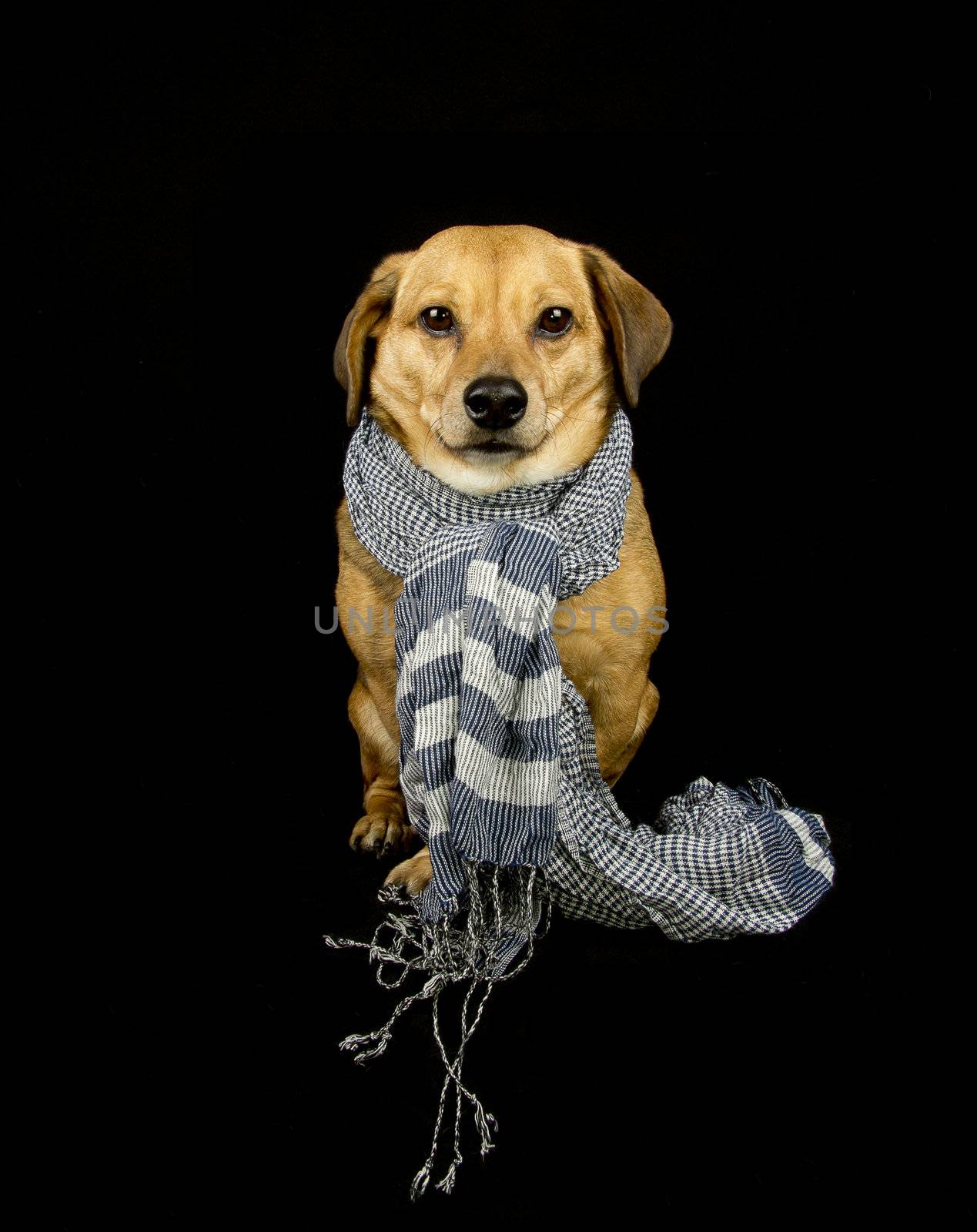 a little dachshund dog with scarf