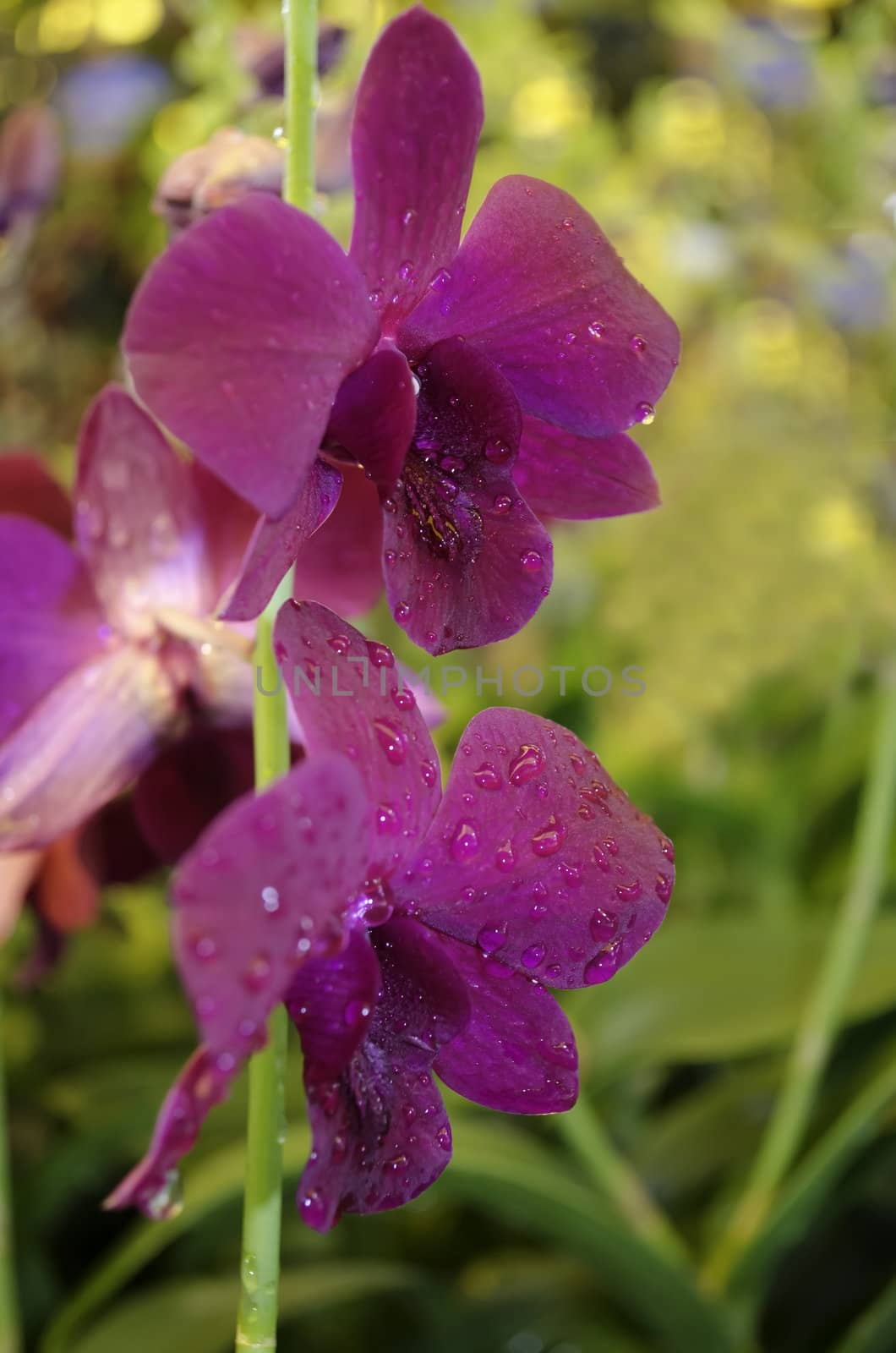 Beautiful purple orchid by bentaboe