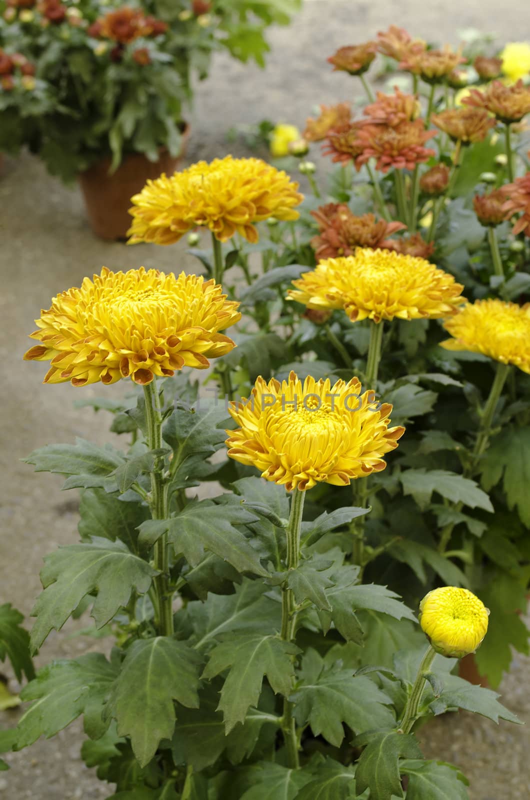 Beautiful orange chrysanthemums by bentaboe