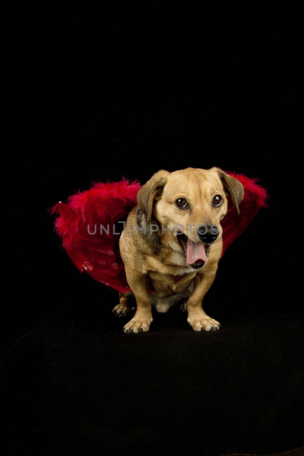 little dachshund wearing an angel costume bark