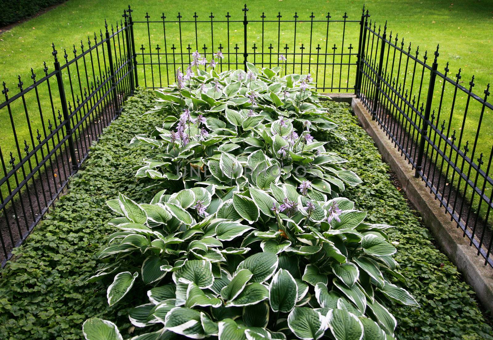 Old grave with Hosta - Denmark.