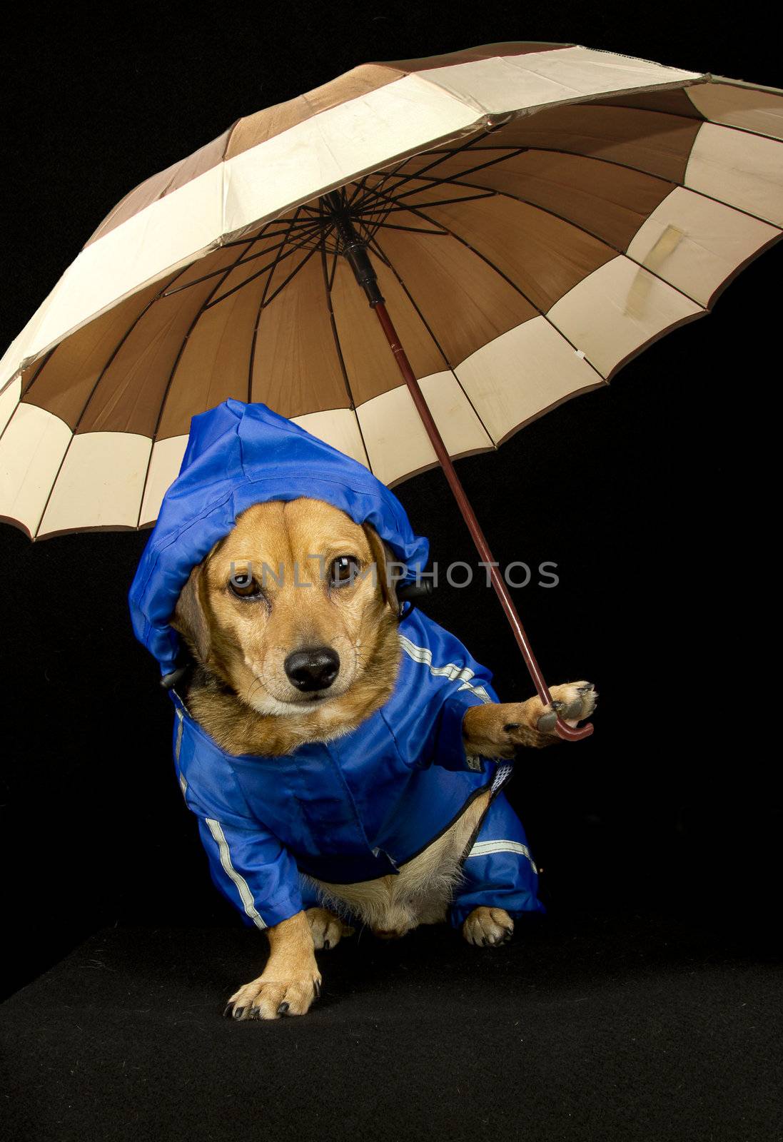 rain dog  by danilobiancalana