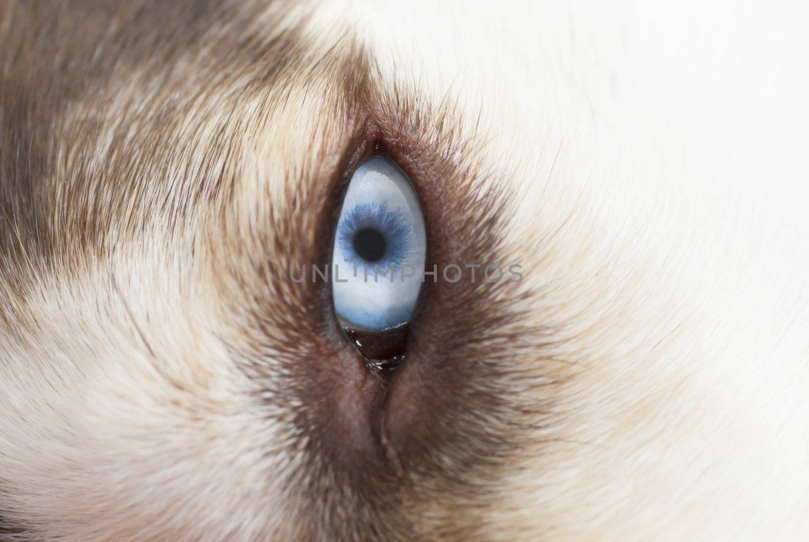 Siberian Husky with blue eye. Focus on eye.