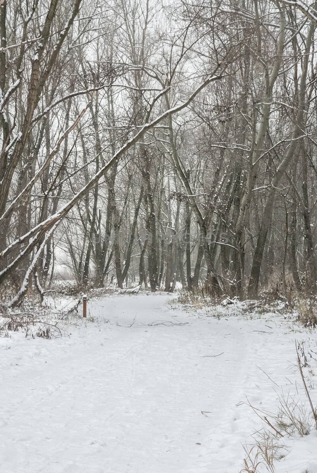 Snowy scene in woodland, Warszawa, Poland.