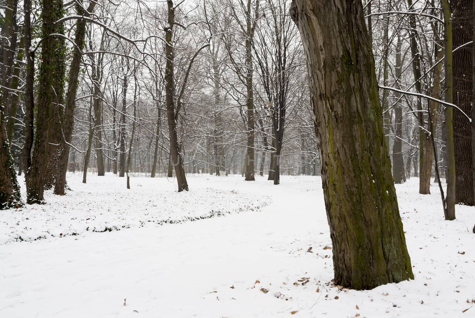 Snowy scene in woodland, Warszawa, Poland.