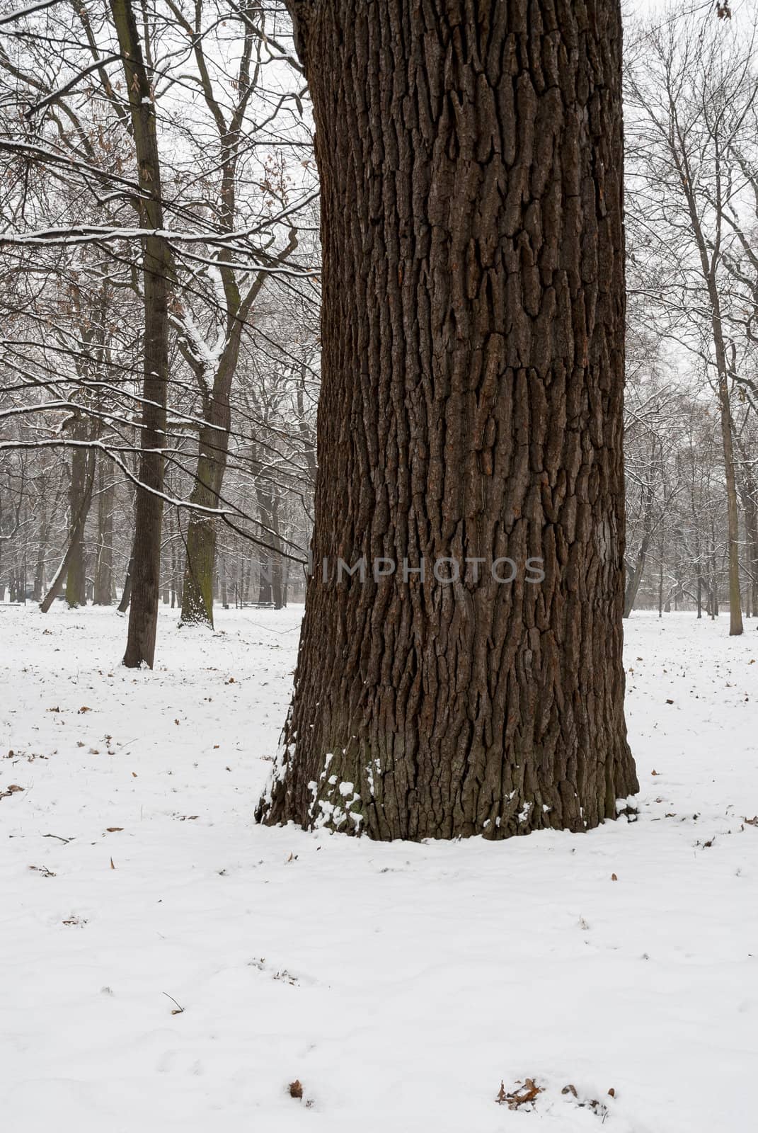 Focus on tree. Snowy scene from Warsaw, Poland.