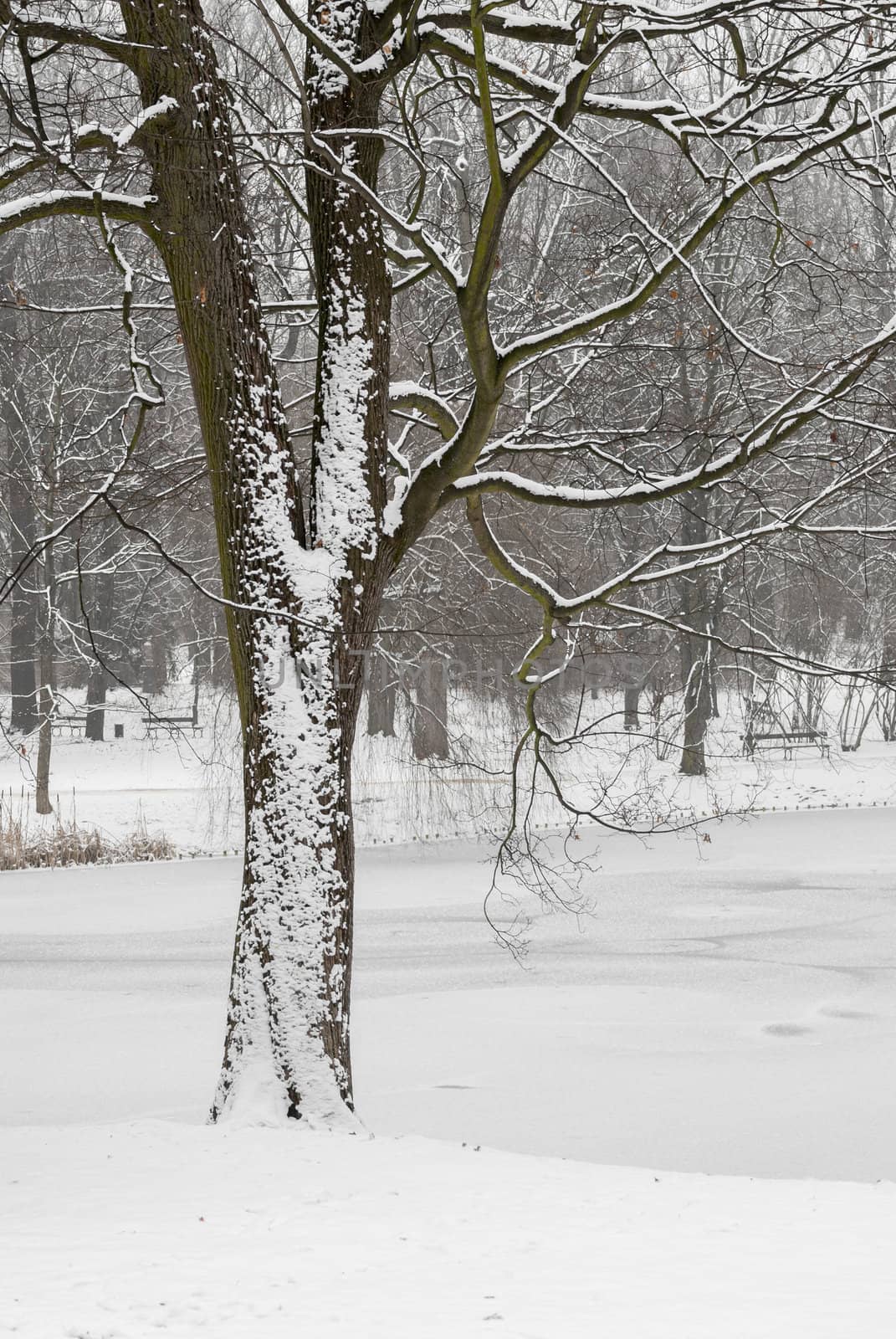 Focus on tree. Snowy scene from Warsaw, Poland.