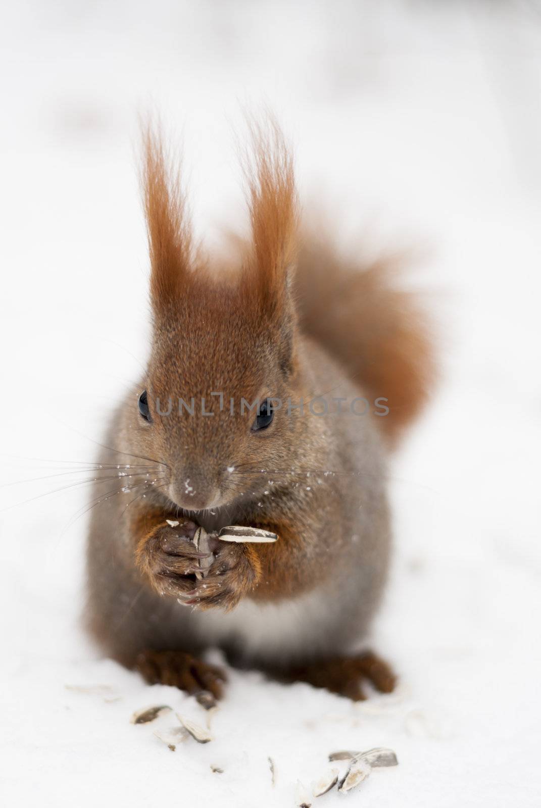 One Red Squirrel in Lazenki Park, Warszawa, Poland.