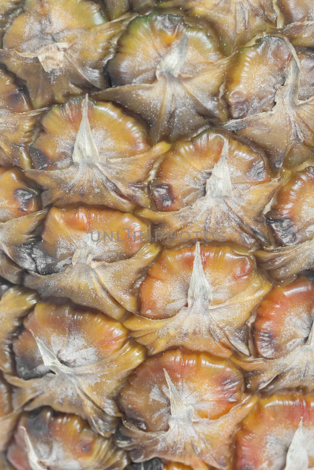 Macro image of pineapple skin.