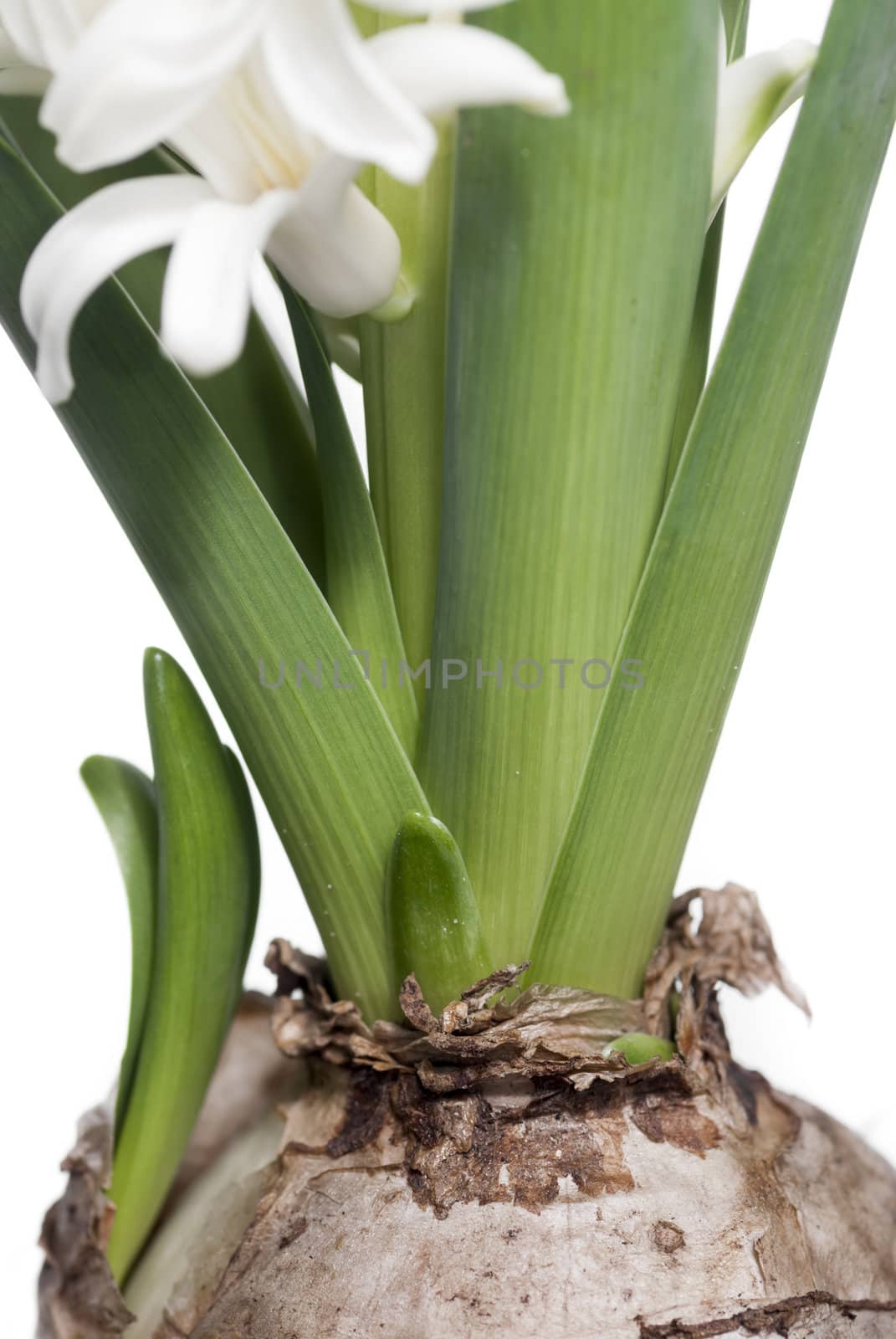 Macro image of Hyacinth against white background.