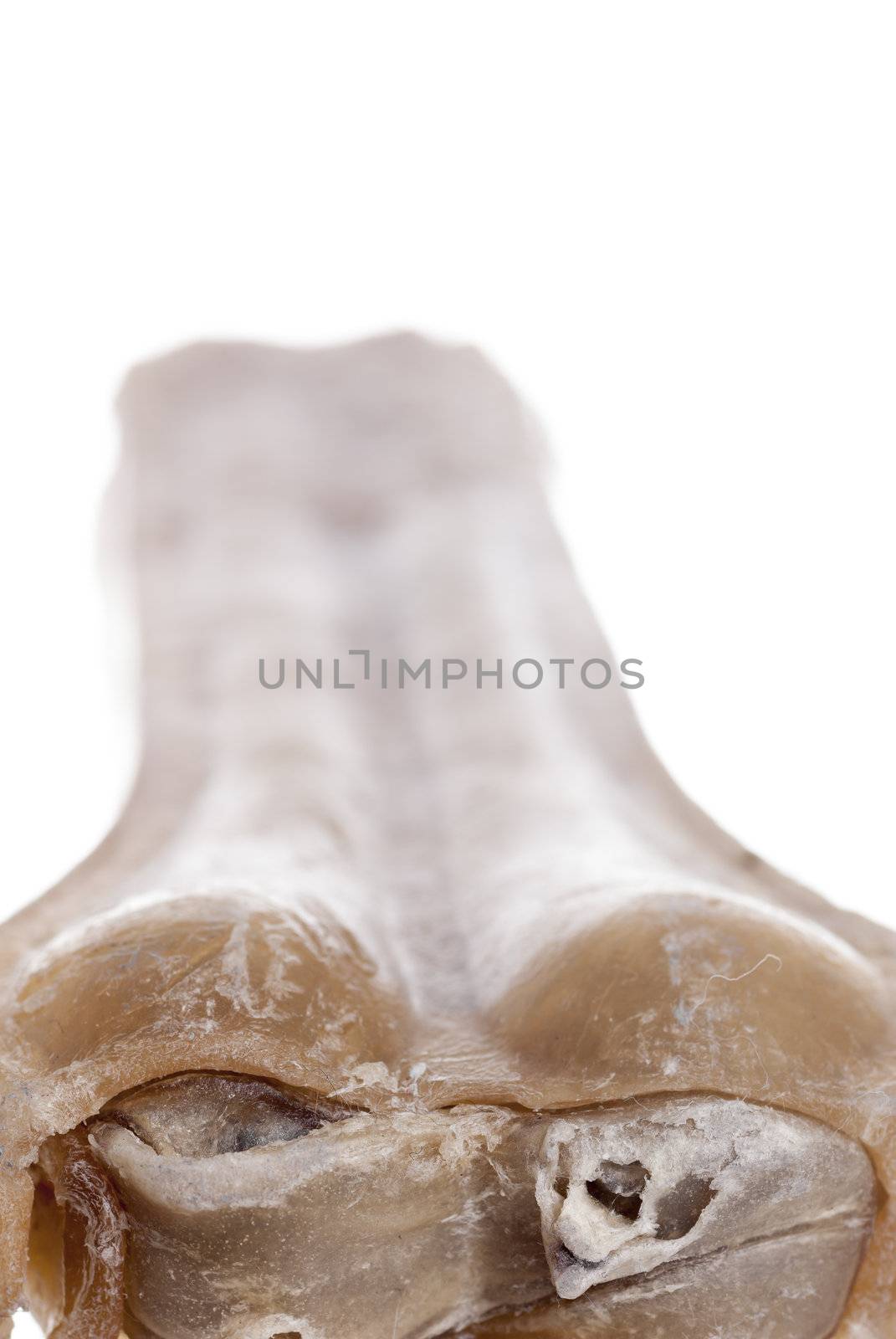 Vertical macro image of chewed dog bone.