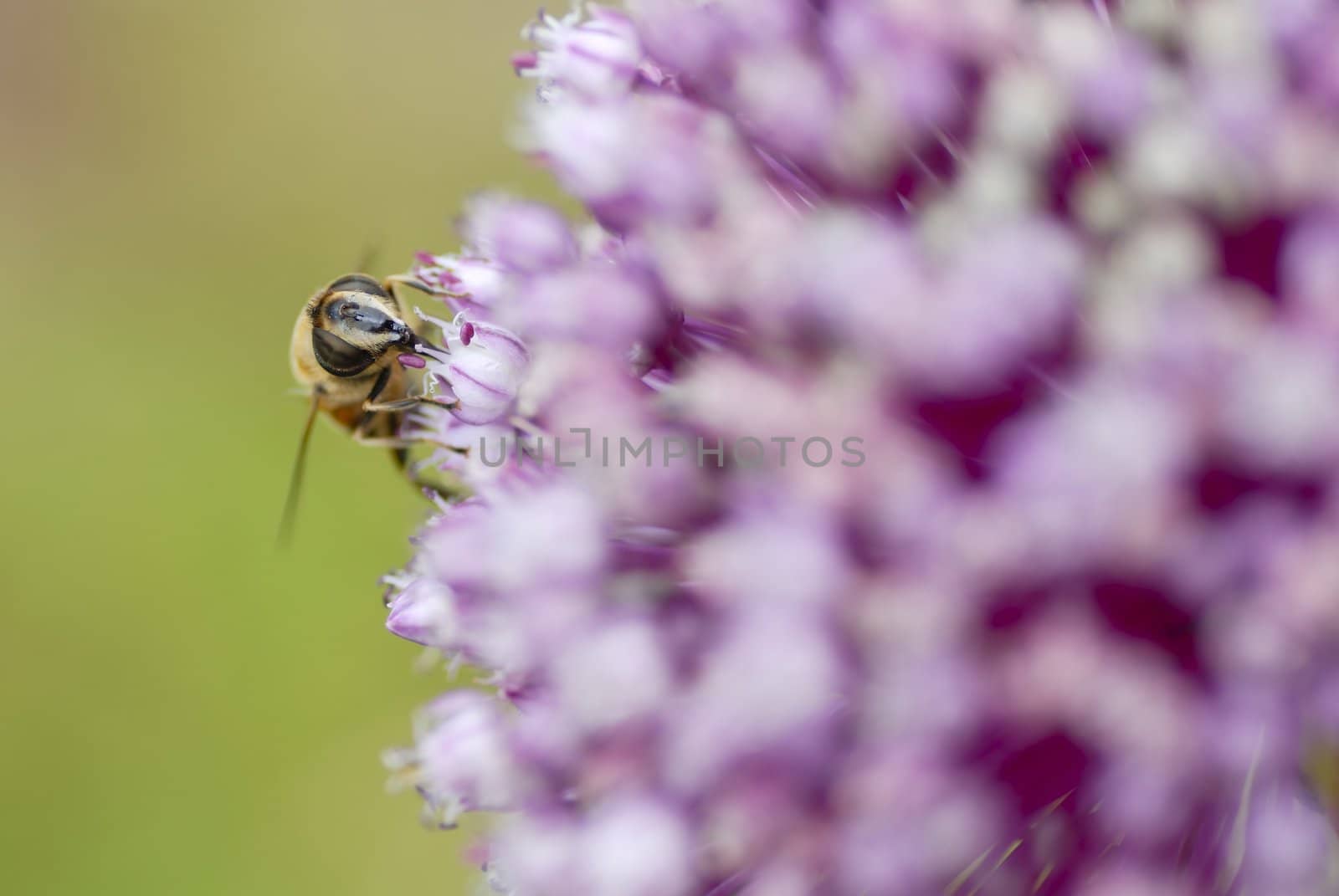 Macro photo of a bee gathering pollen on leek flower.