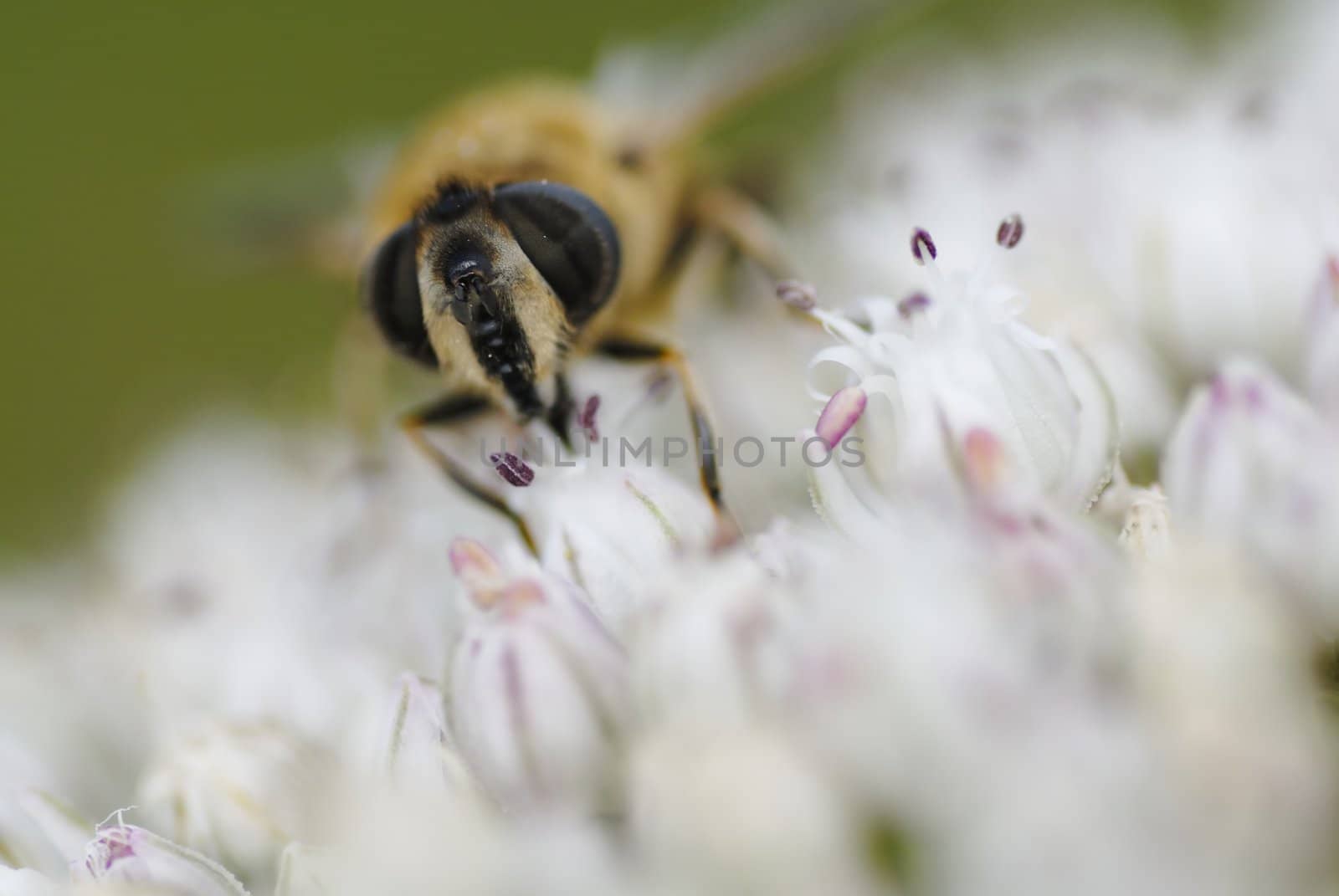 Macro photo of a bee gathering pollen on leek flower.