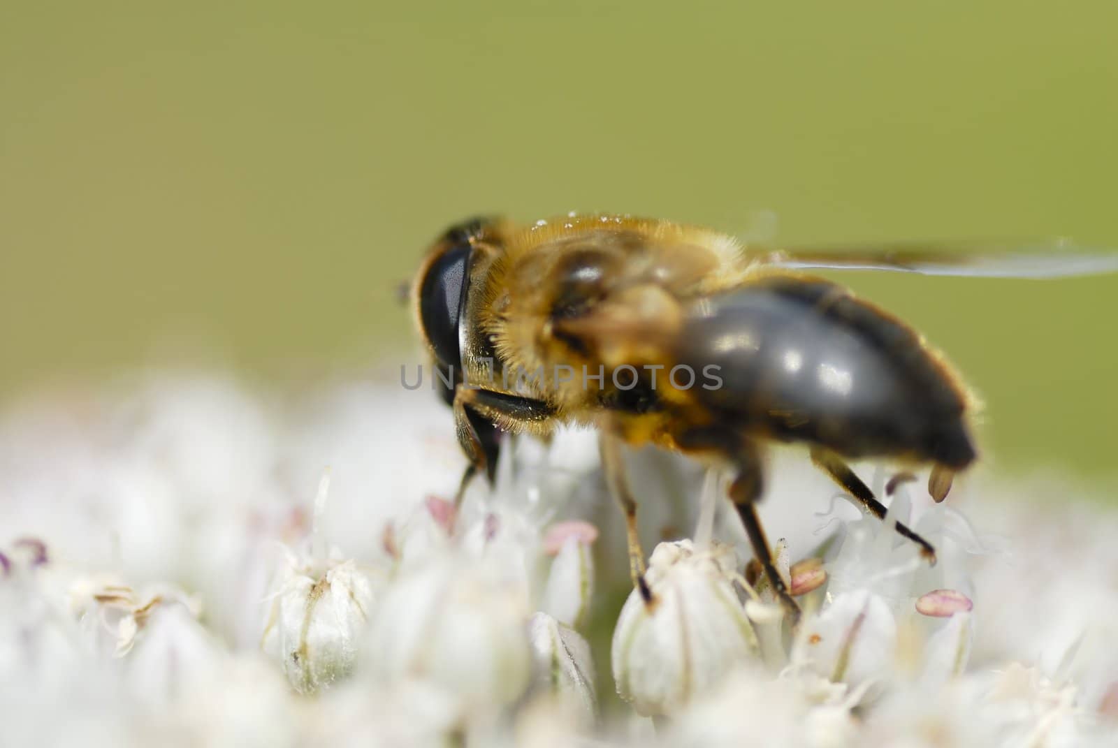 Macro photo of a bee gathering pollen on leek flower.