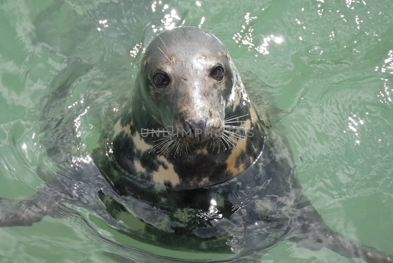 One Grey Seal looking. Located Newquay, Cornwall, UK.