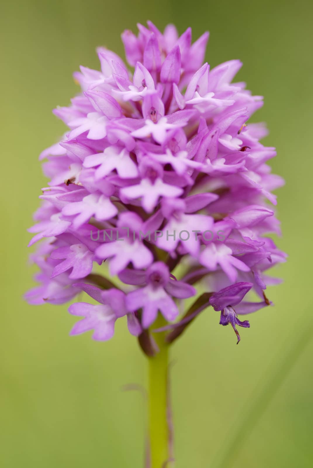 One Pyramidal Orchid found in the sand dunes of Daymer Bay. Cornwall, UK.