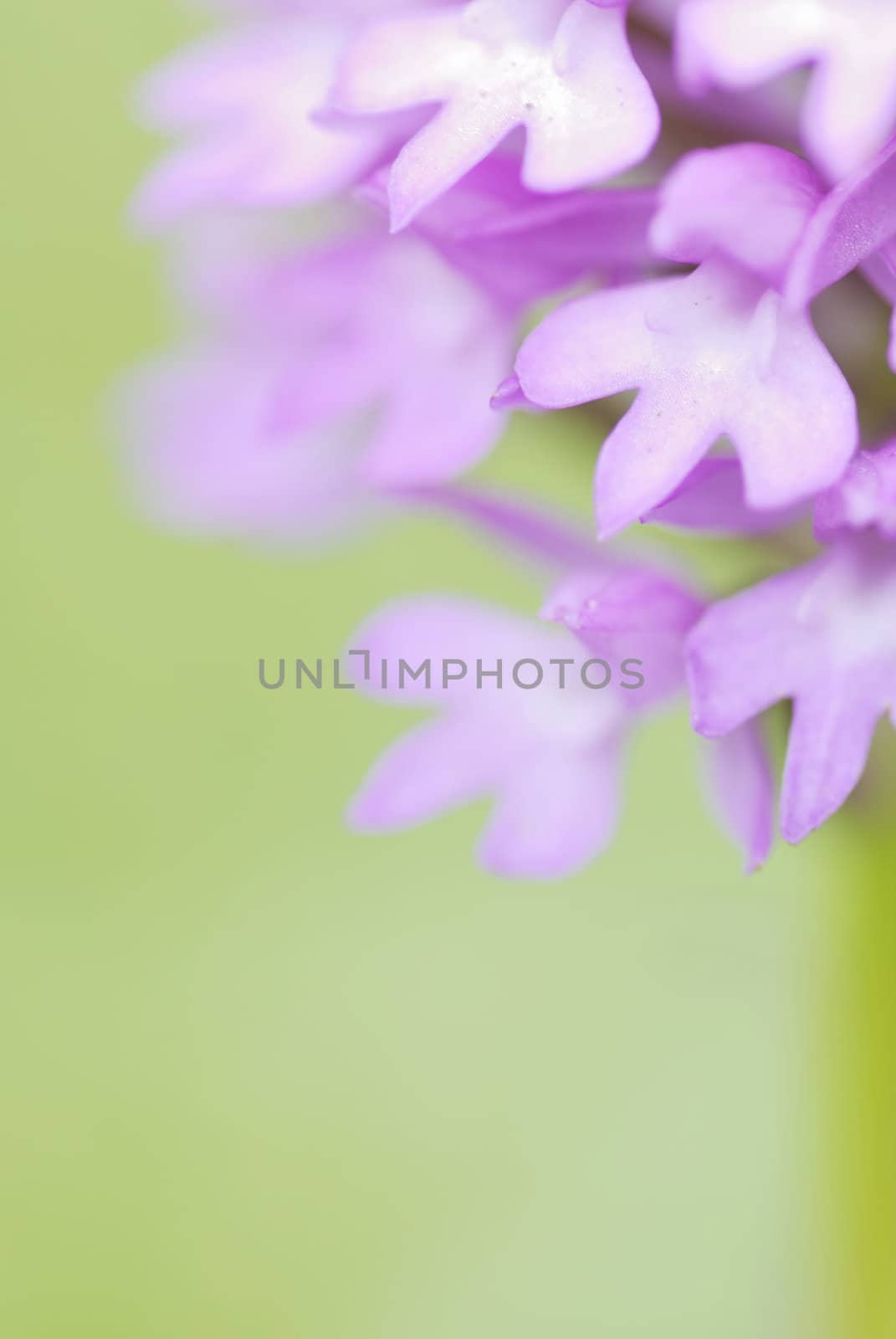 Macro Image of Pyramidal Orchaid found in Daymer Bay, Cornwall, UK.