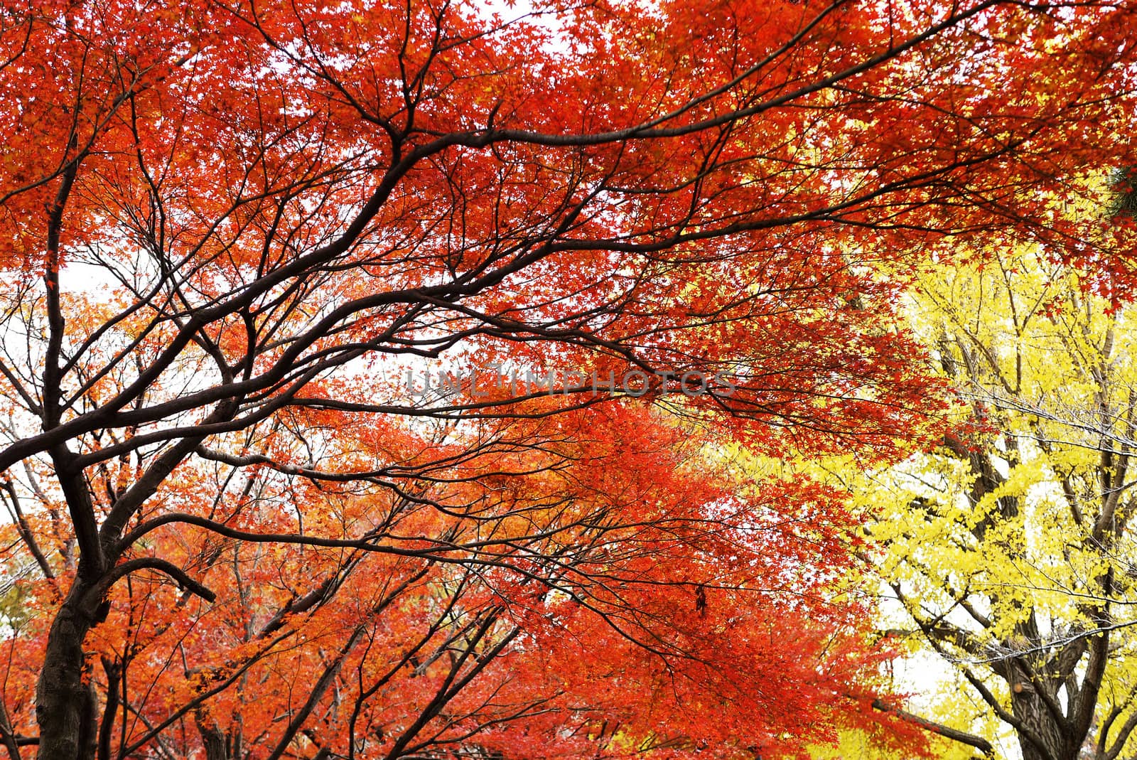 Orange maple leaves in japan