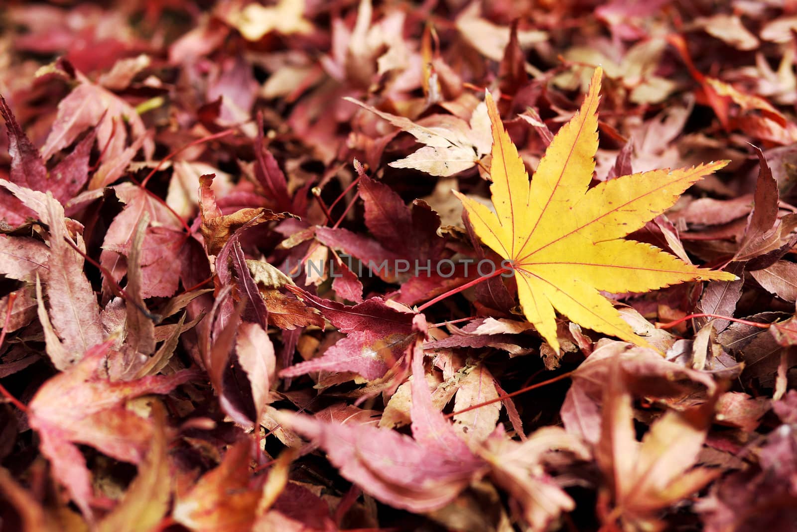Maple leaves in japan
