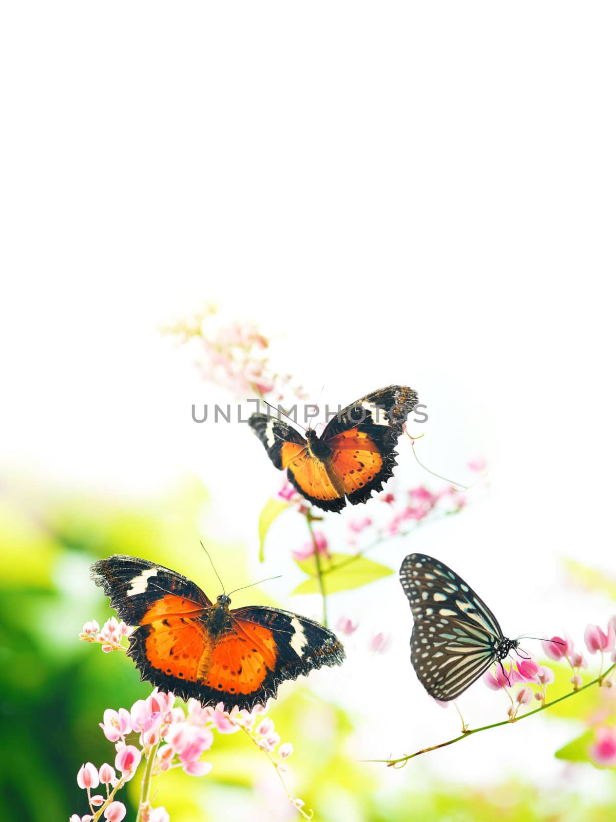 Butterflies on flowers, flora and fauna, with blank copy space on top.