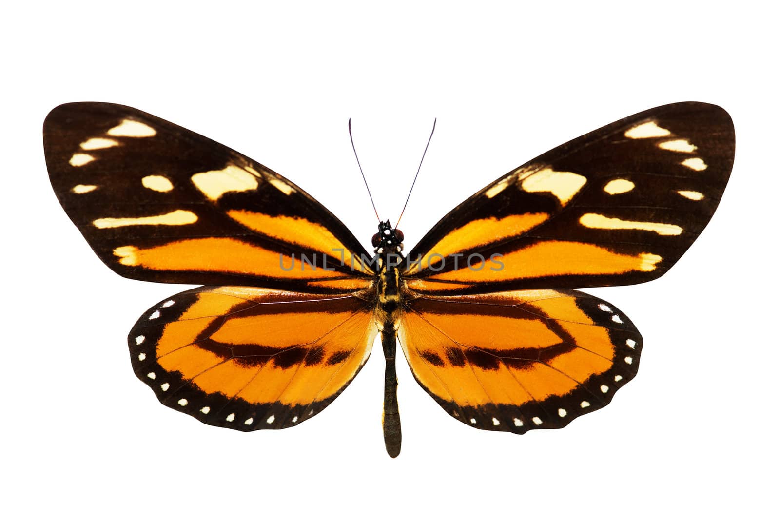 Butterfly (Lycorea ceres) isolated on white background