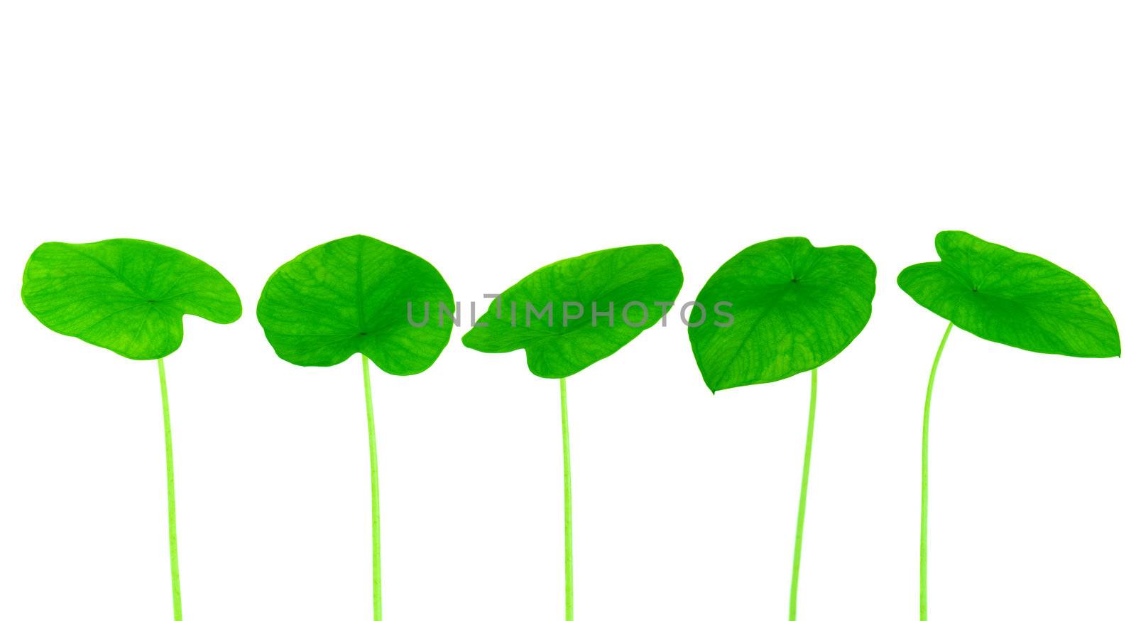Green yam leaf collection isolated on white background