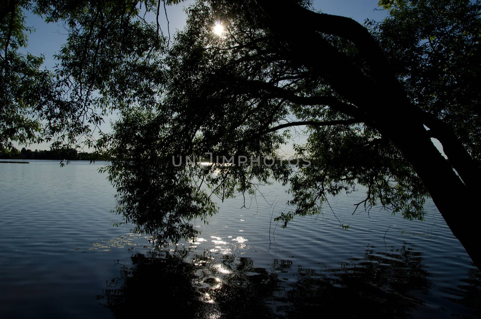 willow tree branches grow under lake water and beautiful sun beam reflections.