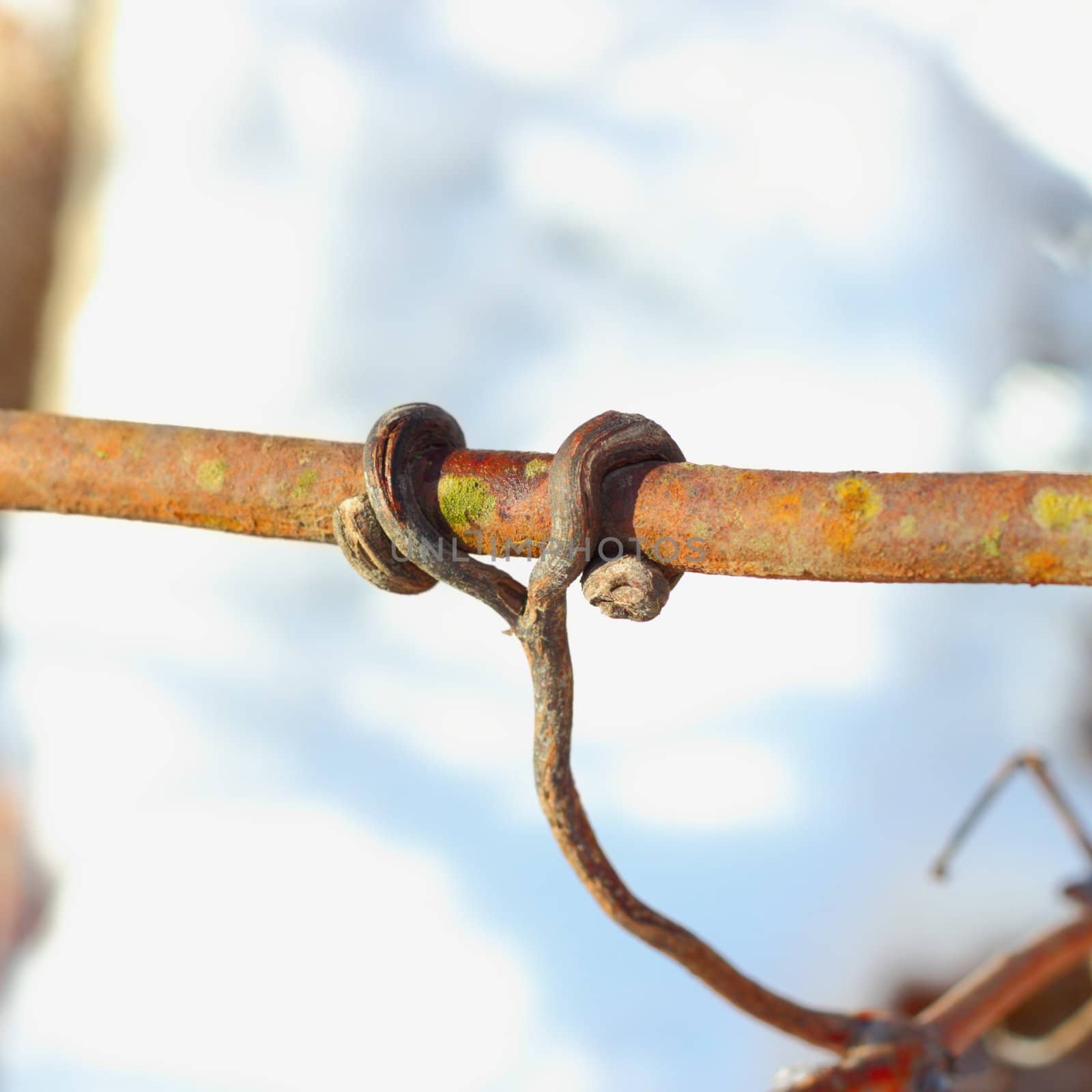 detail of a twig spinning on metal rail in vineyard