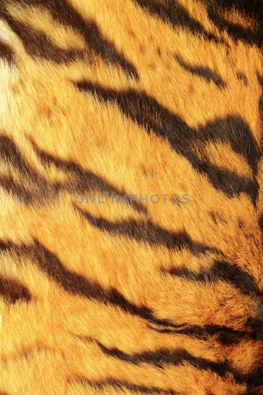 colorful fur of a tiger - detail of black stripes