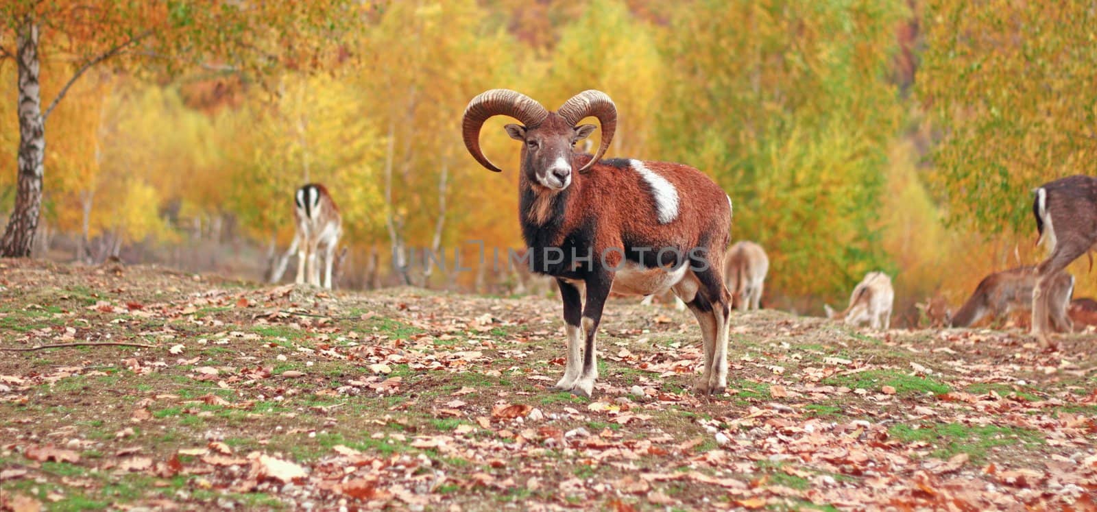 mouflon ram in autumn setting at an animal park 