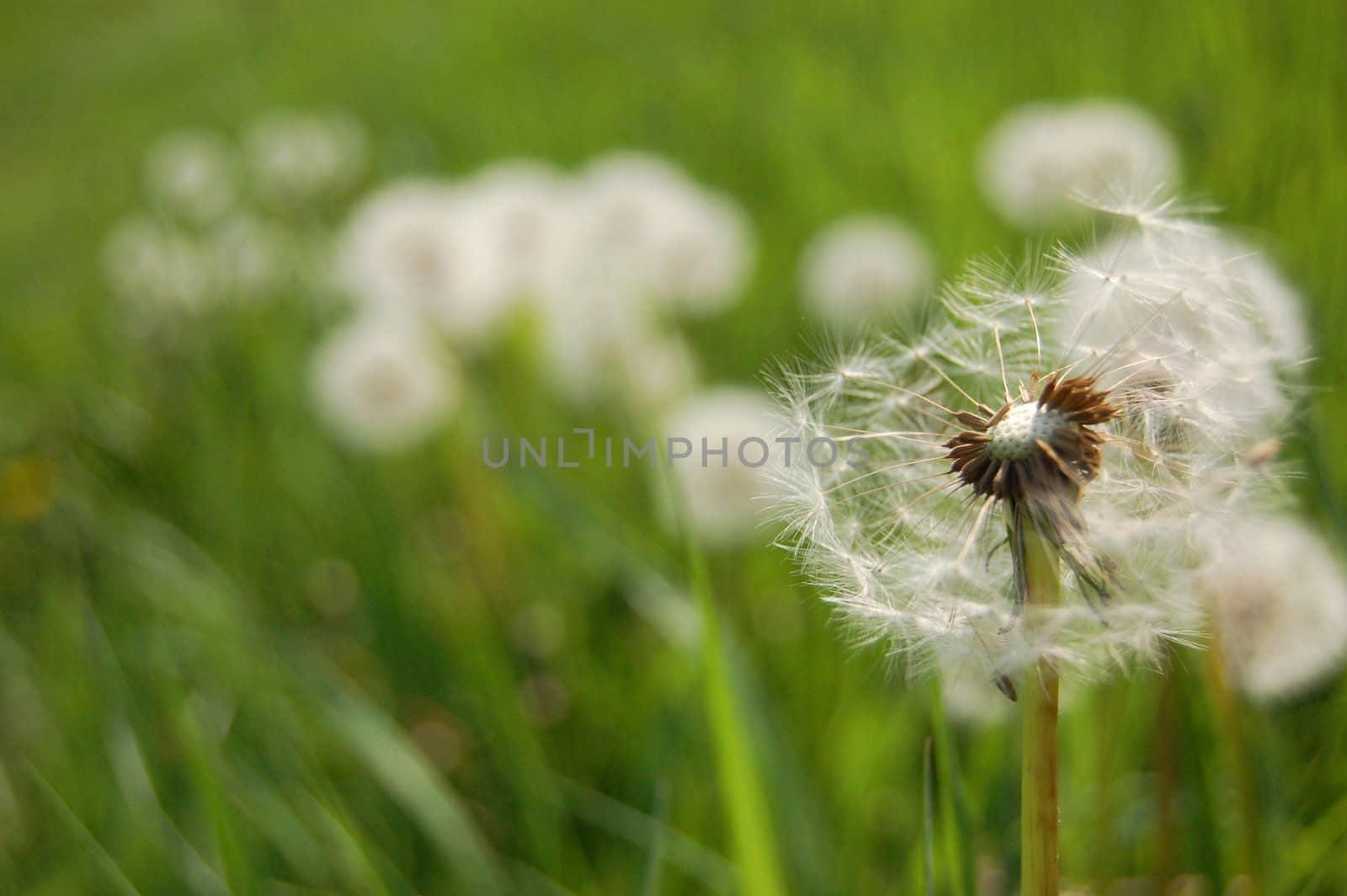Dandelion clock in a field with half the seeds blown away