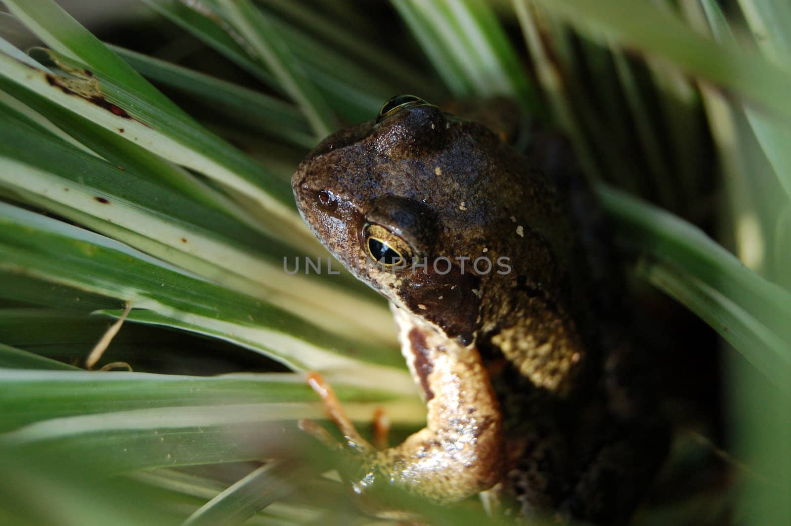 Solitary frog sitting among the reeds