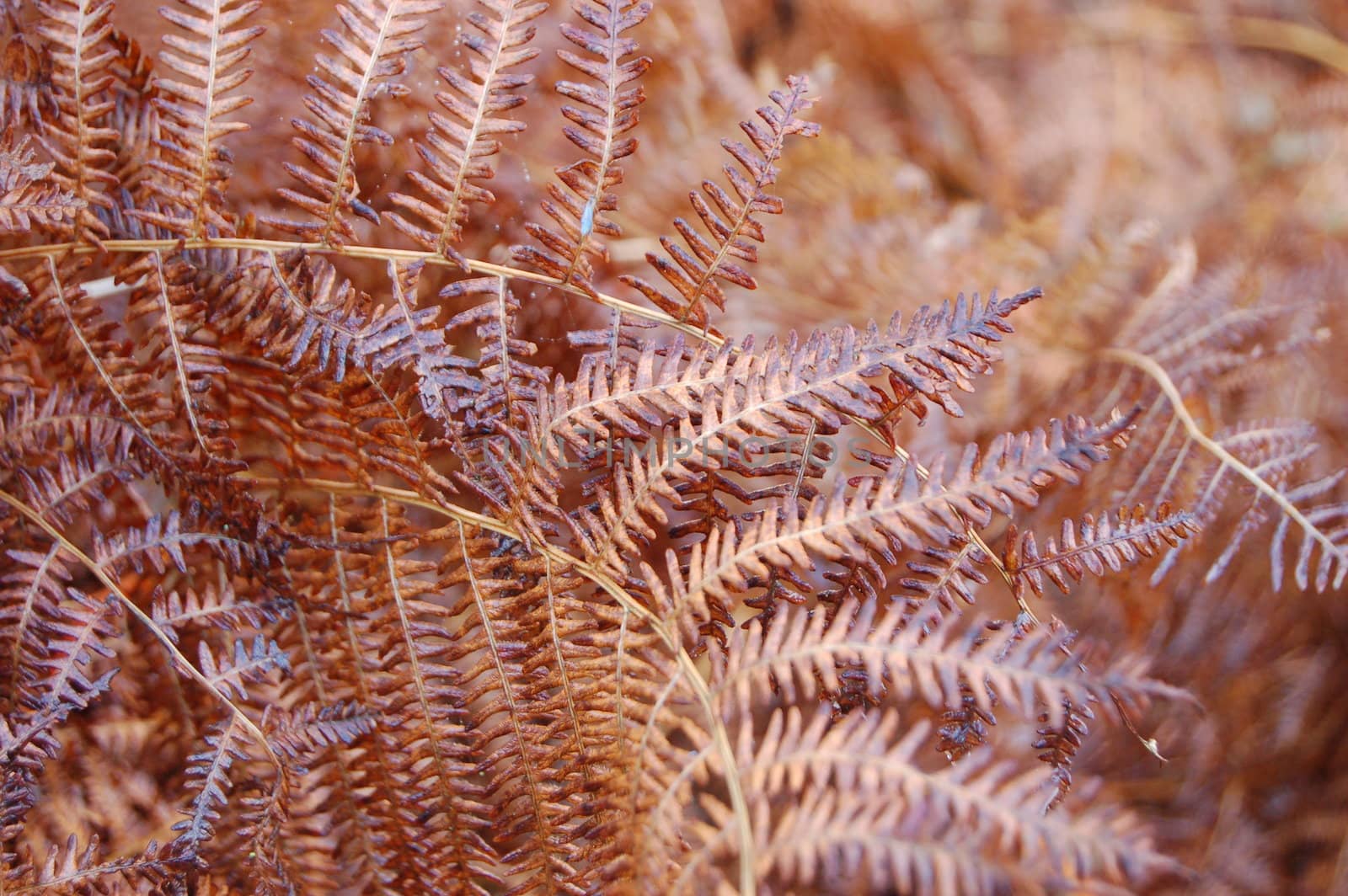 Golden brown bracken wet from the rain