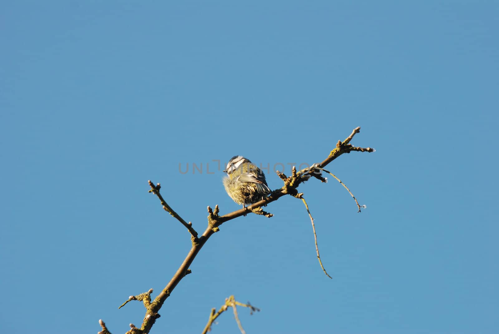 Fledgling blue tit sits alone on a bare branch at the top of a tree
