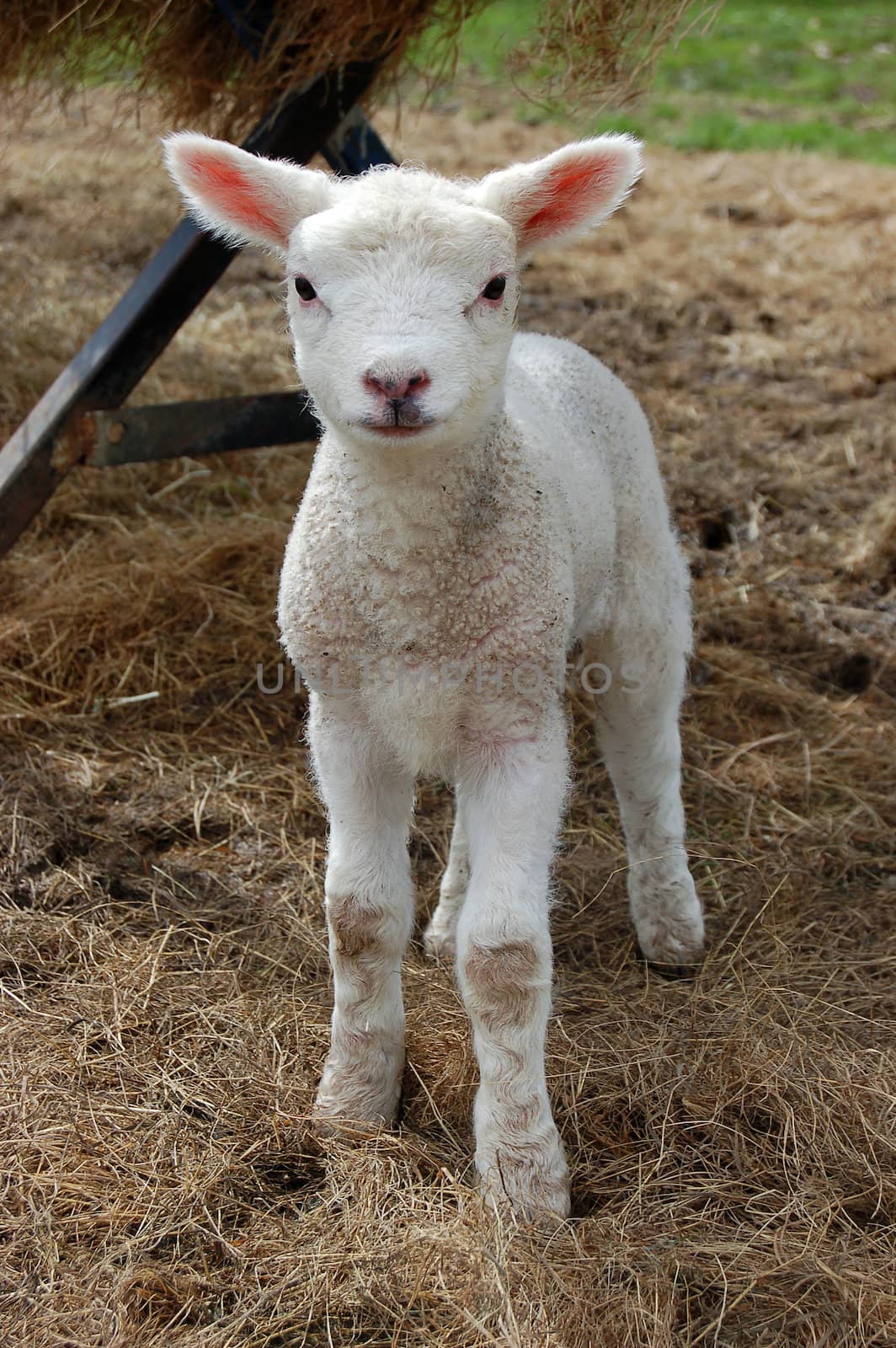 Sweet young lamb standing in hay