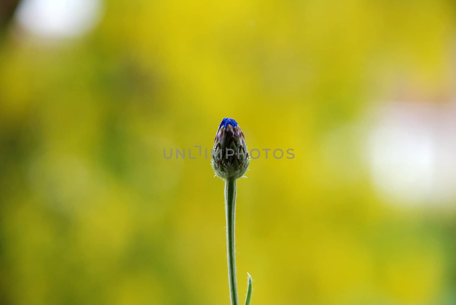 Unopened cornflower bud against a yellow background