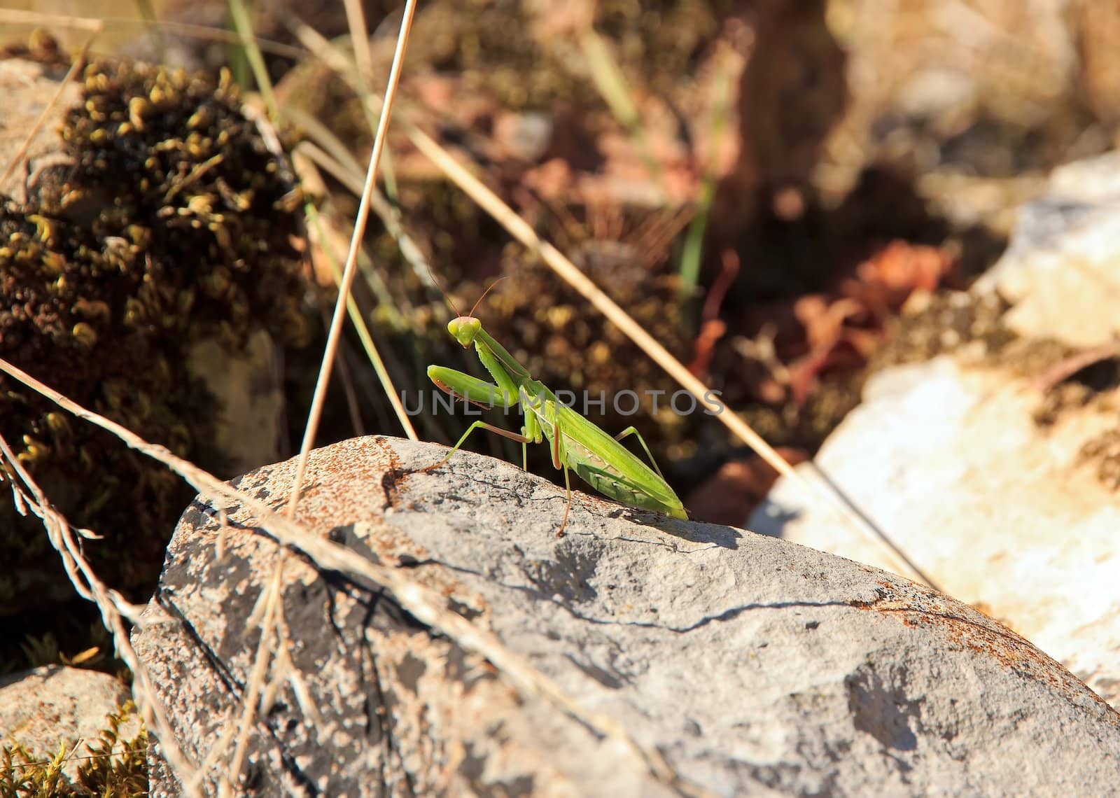 praying mantis on a stone