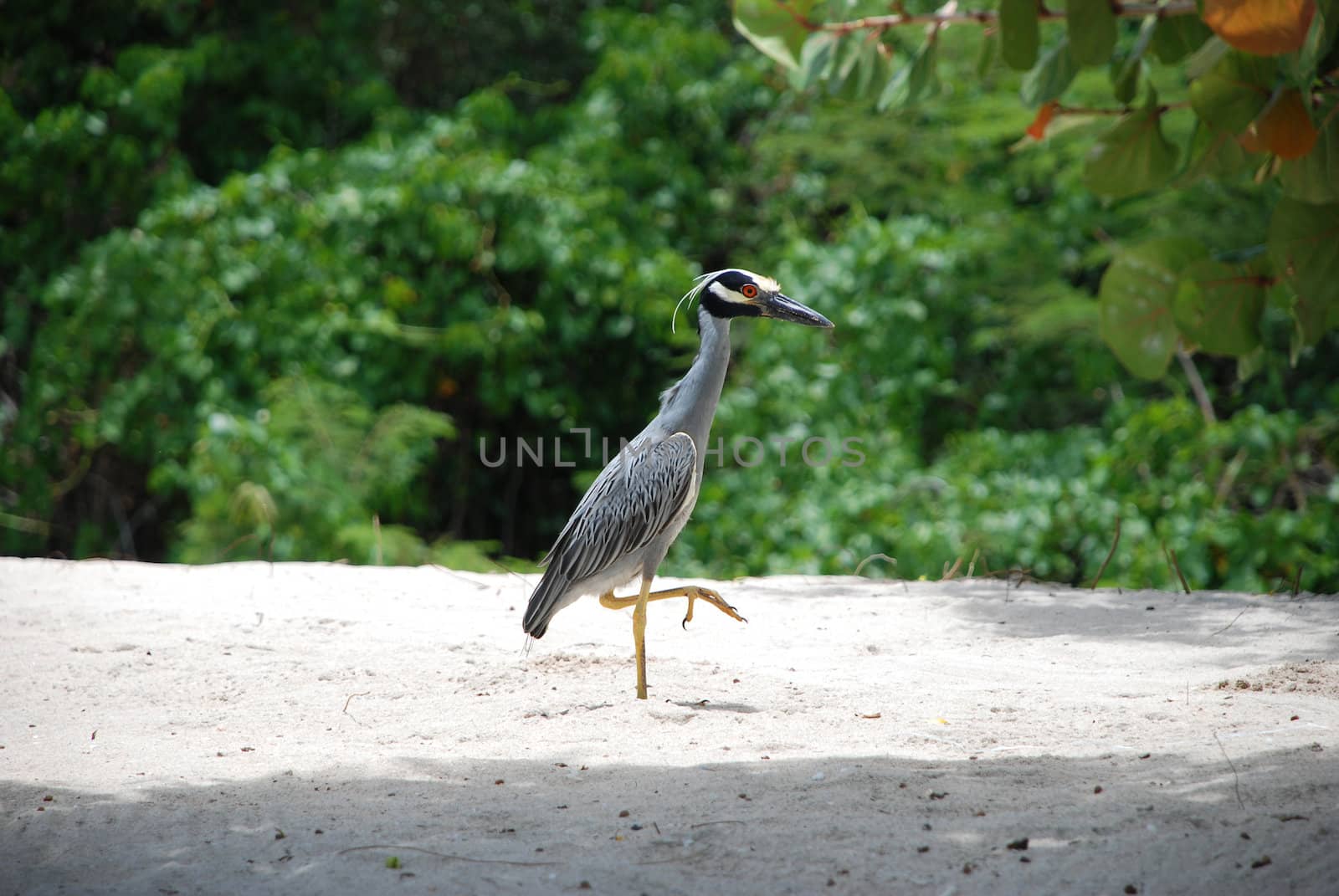 Yellow-crested night heron stalking along a white sand beach in the Caribbean