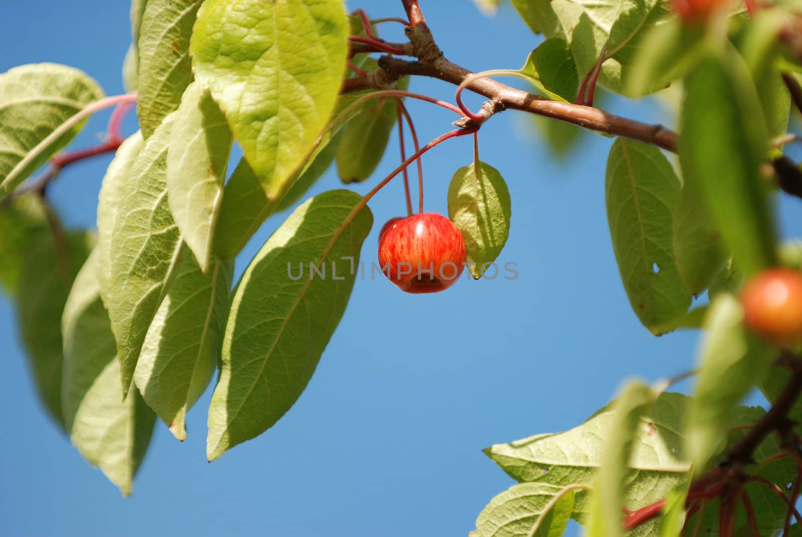 Crab apple hanging against a blue sky