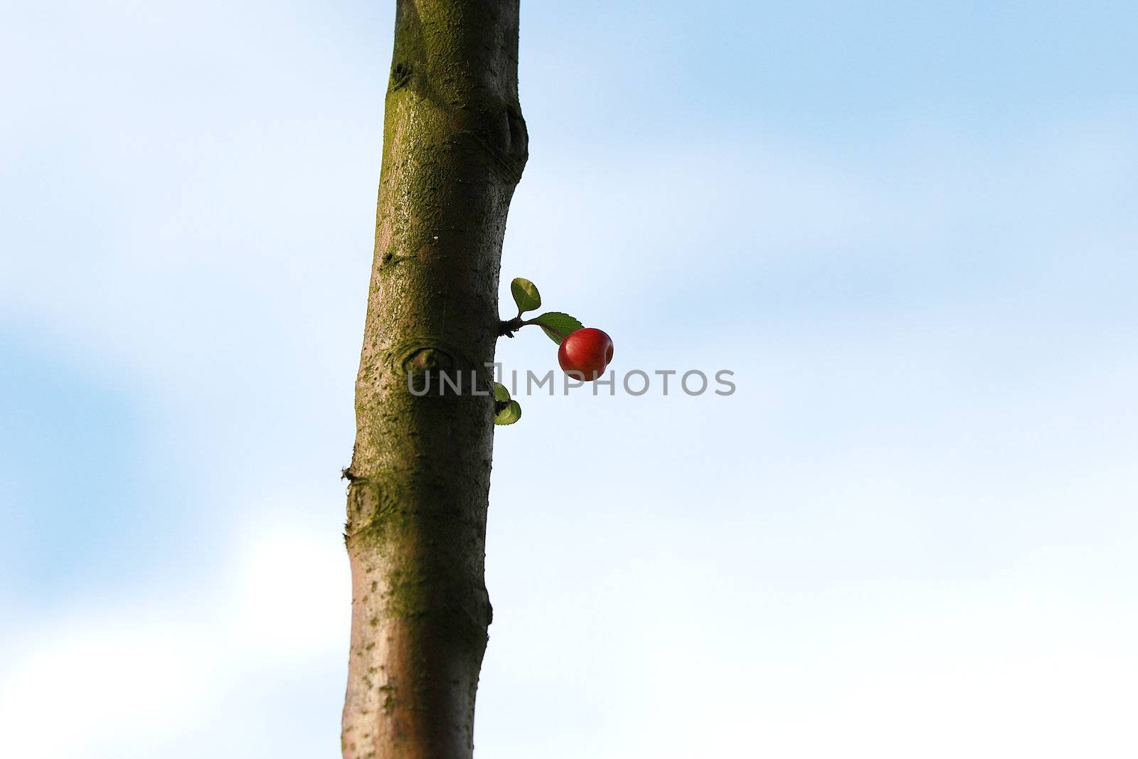 Crab apple growing from a sprout on the tree trunk