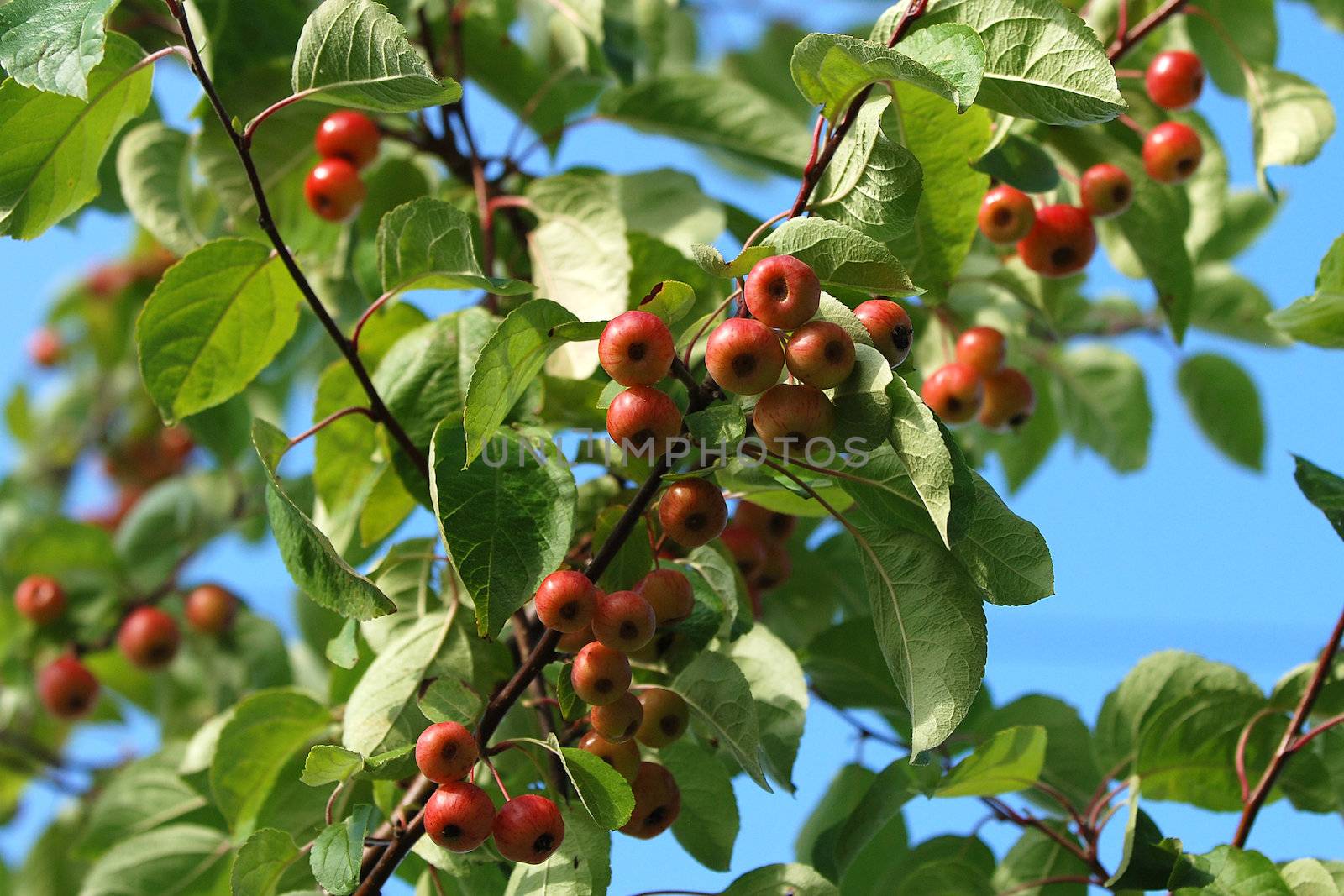 Crab apple tree branch laden with fruit