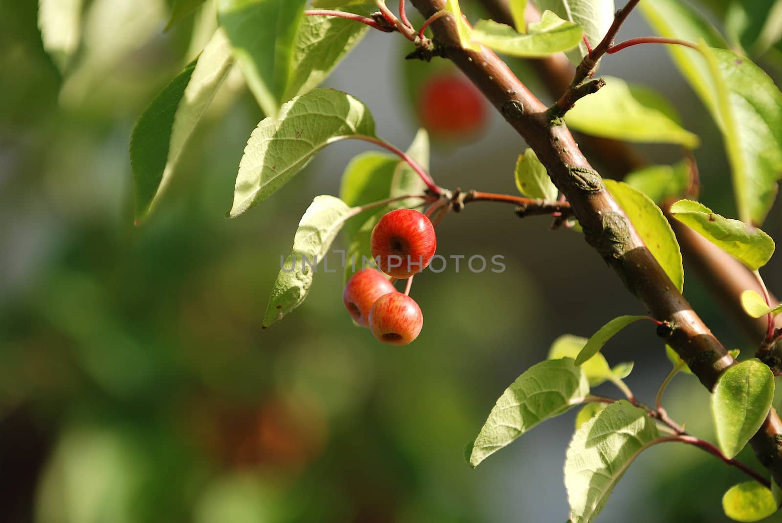 Crab apples on the branch in bright sunlight