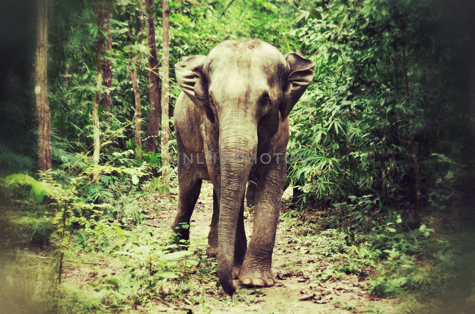 vintage picture style of asia elephant in tropical forest, thailand